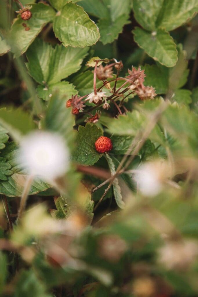 Foraging for smultron in sweden