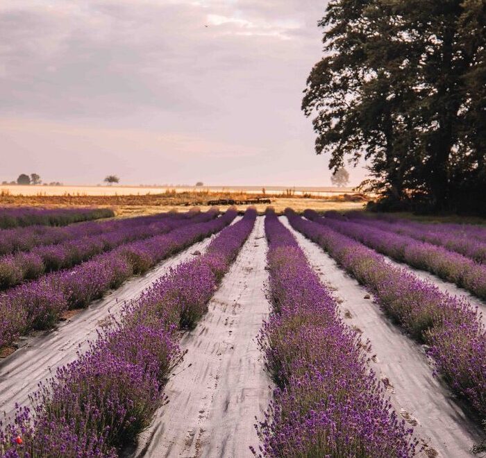 What to do in österlen, skåne