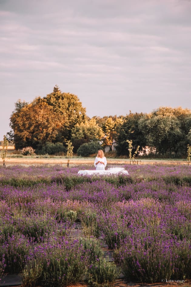 Lavender morning at Österlen Kyrddor, Ystad, Skåne, Sweden