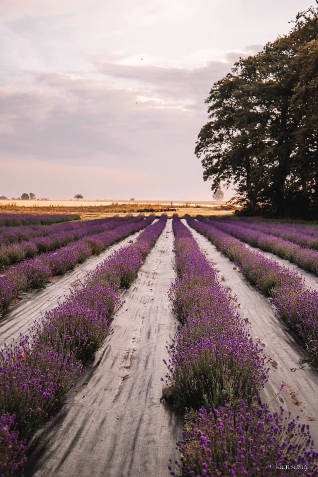 What to do in österlen, skåne