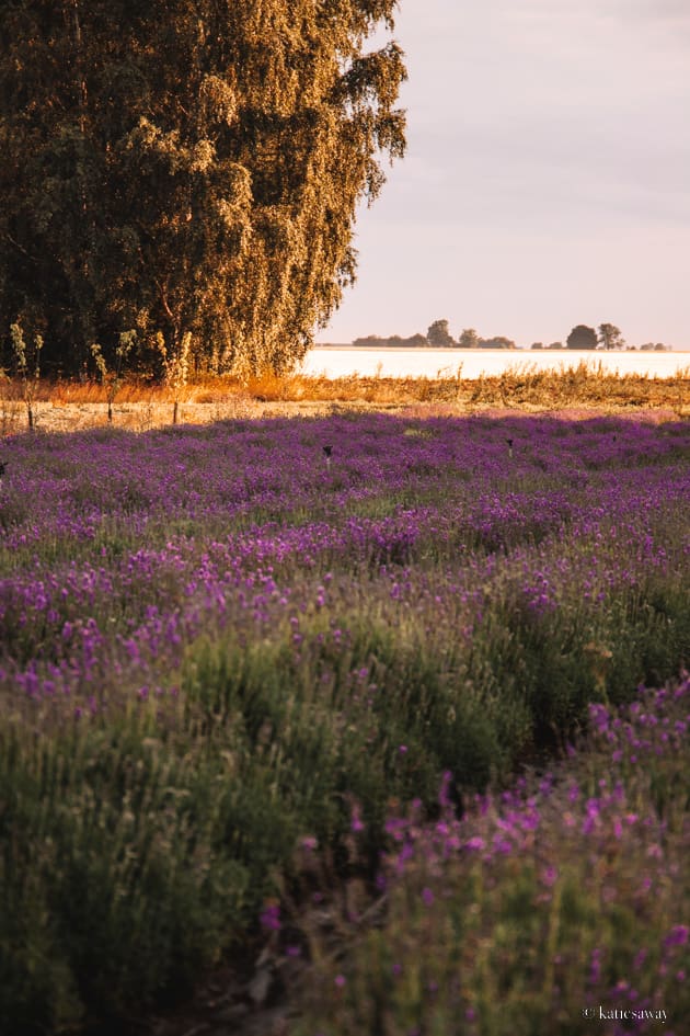 Lavender morning at Österlen Kyrddor, Ystad, Skåne, Sweden