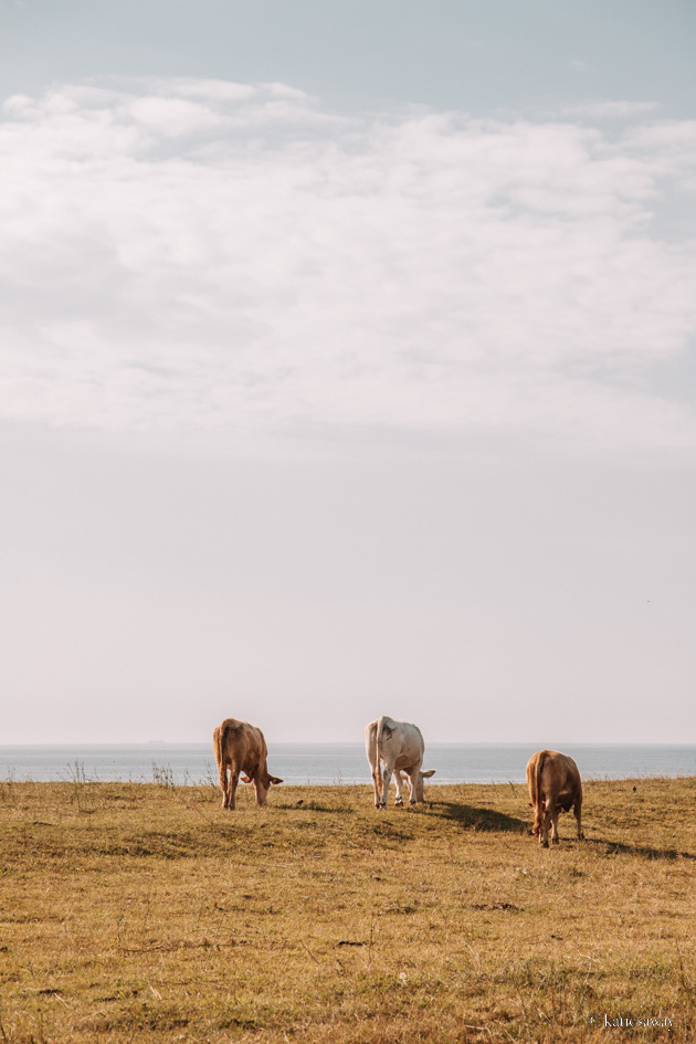 cows grazing on a field near Ale Stenar, Ystad Sweden