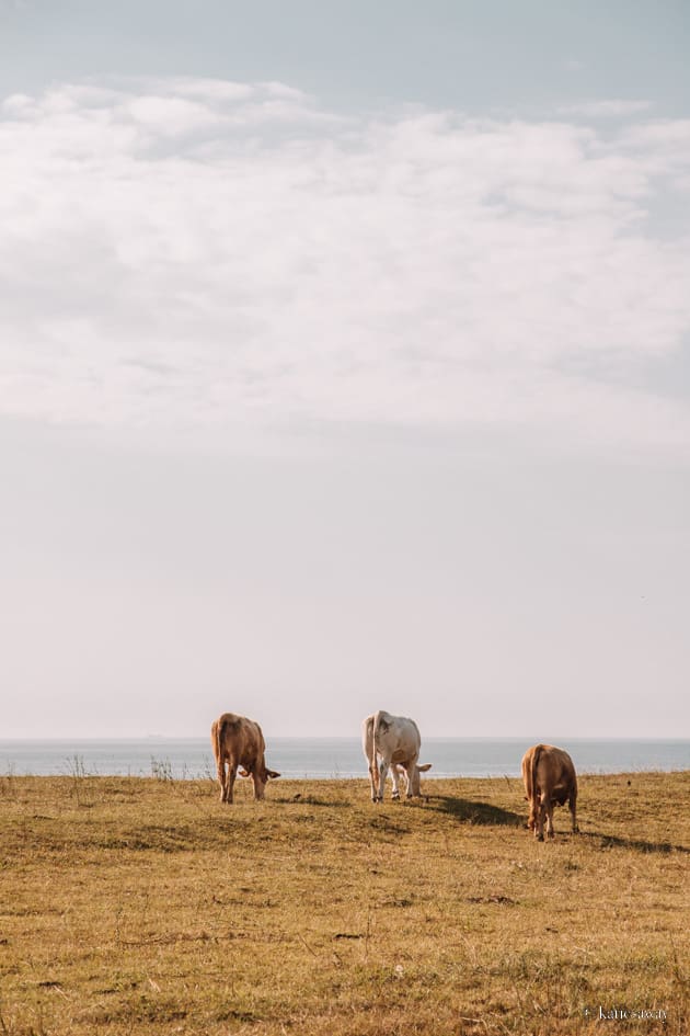 cows grazing on a field near Ale Stenar, Ystad Sweden