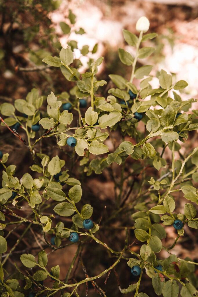 Picking blueberries in Sweden