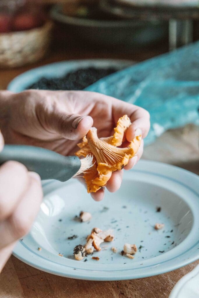 Chanterelle kantarell forage