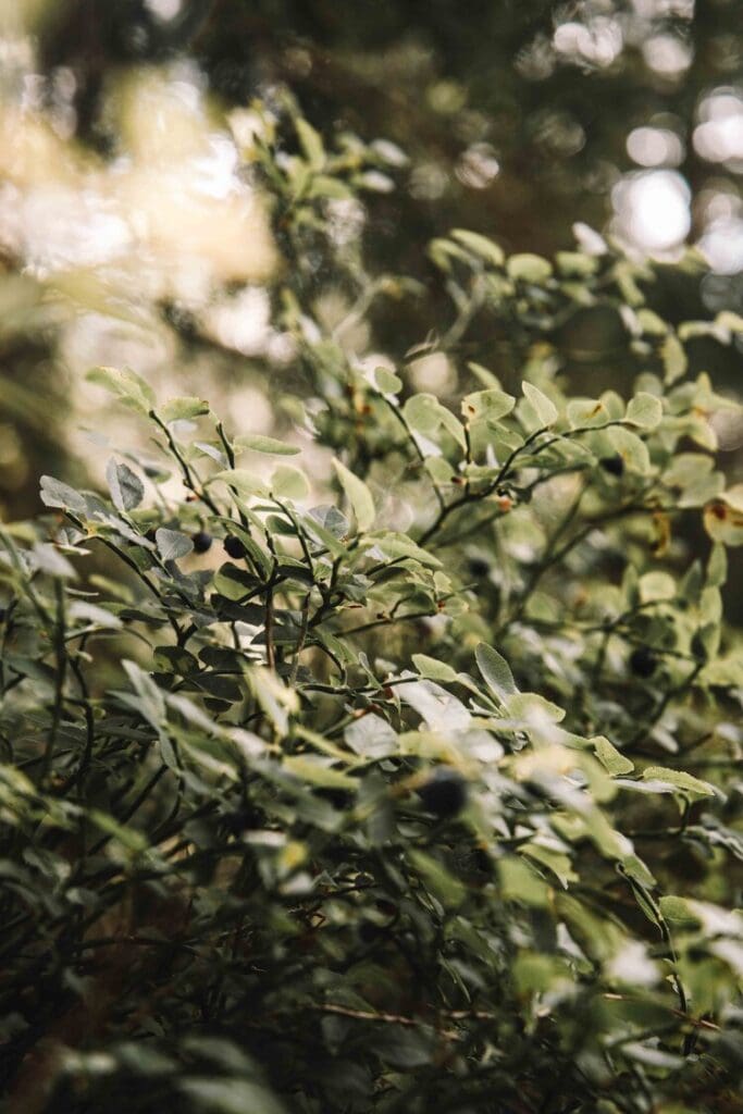 Foraging for blueberries in Sweden