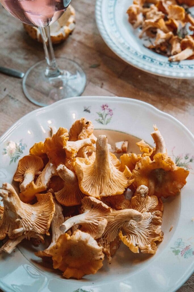 foraging for chanterelles in sweden