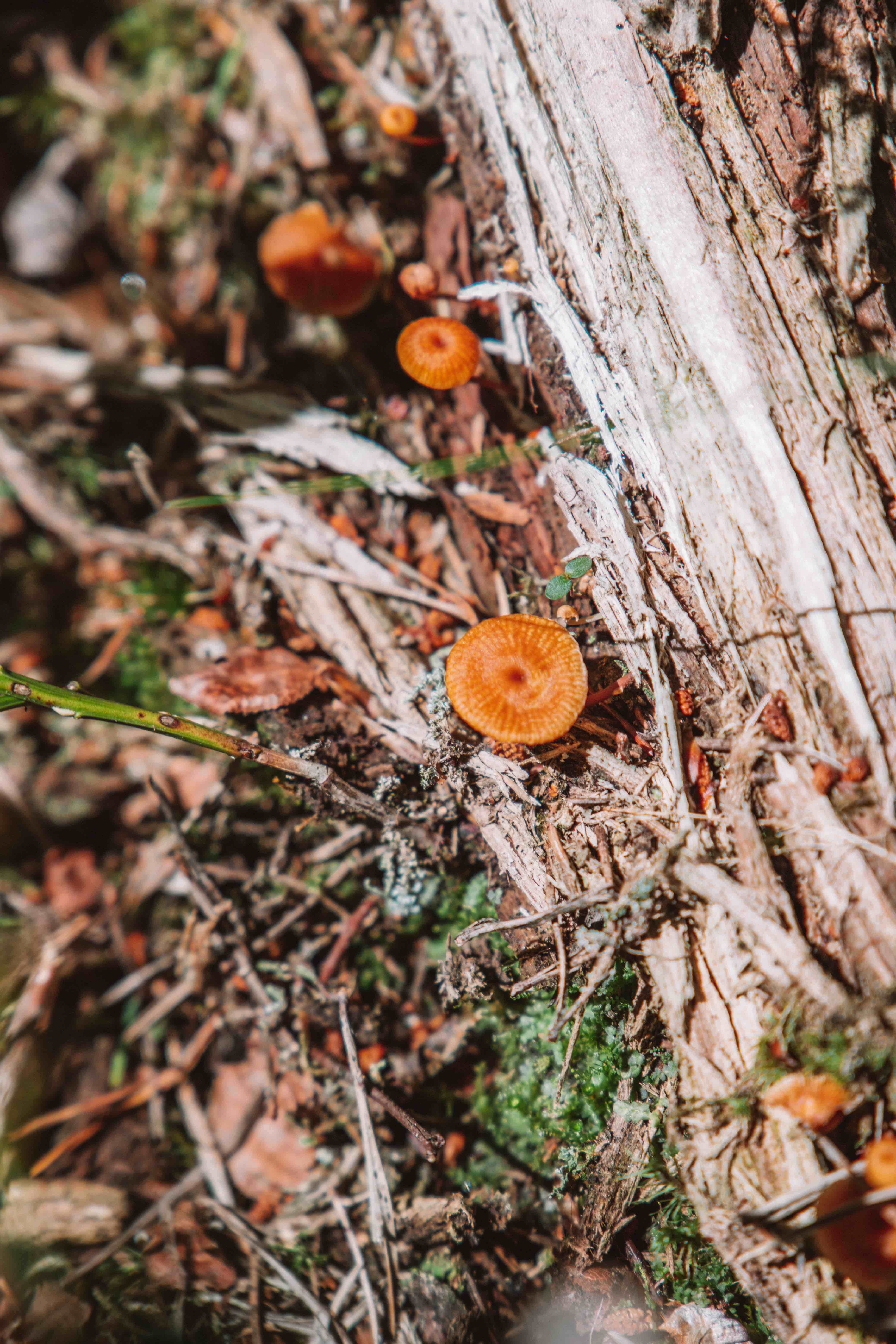 foraging in sweden