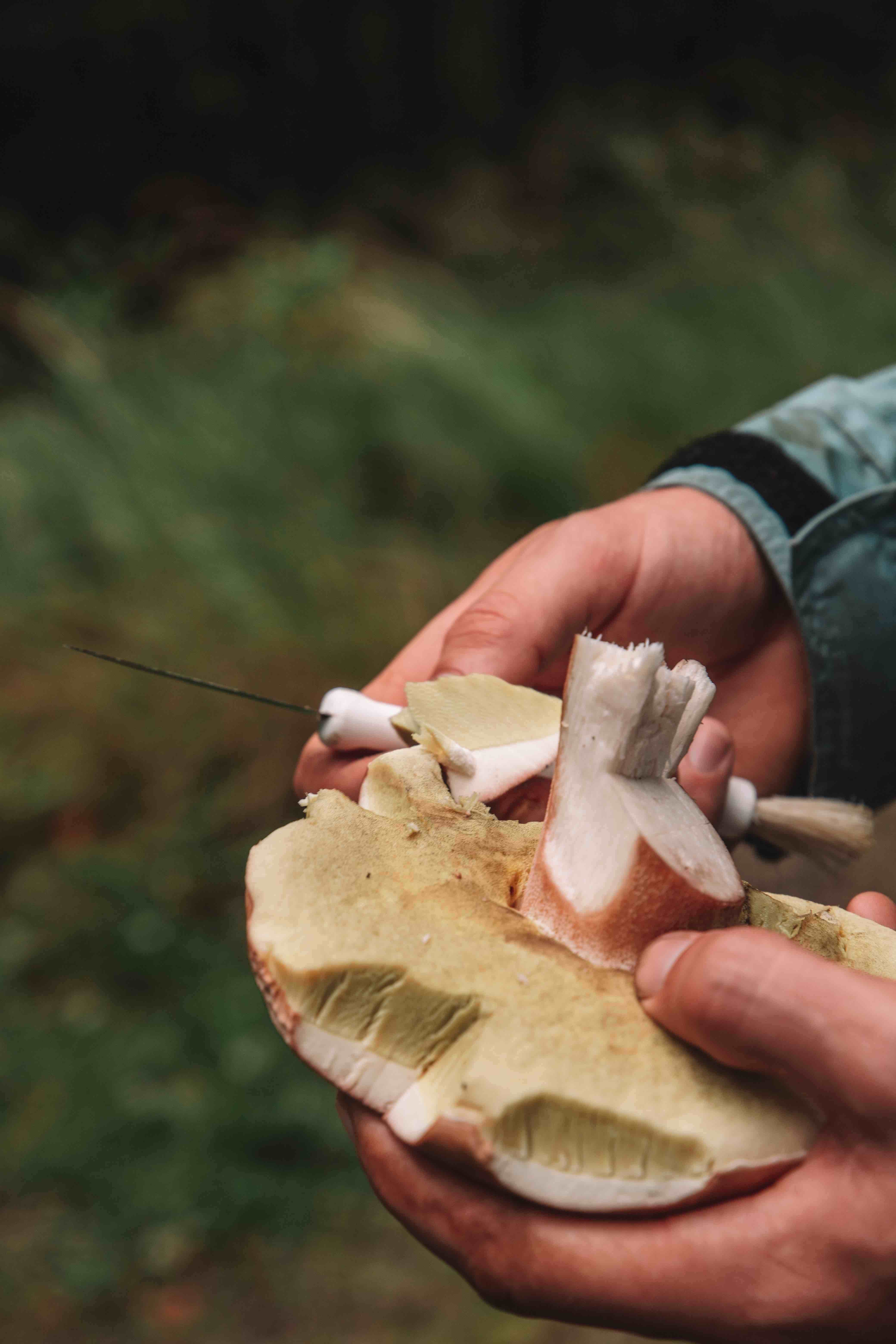 foraging karl johan in Sweden