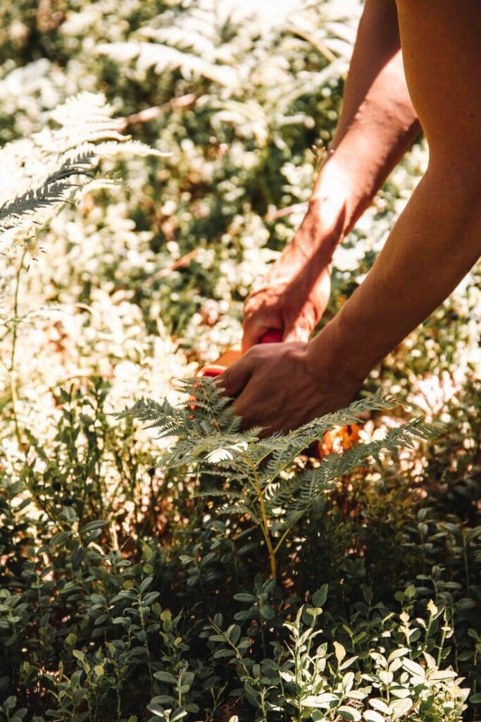 Foraging for blueberries in Sweden