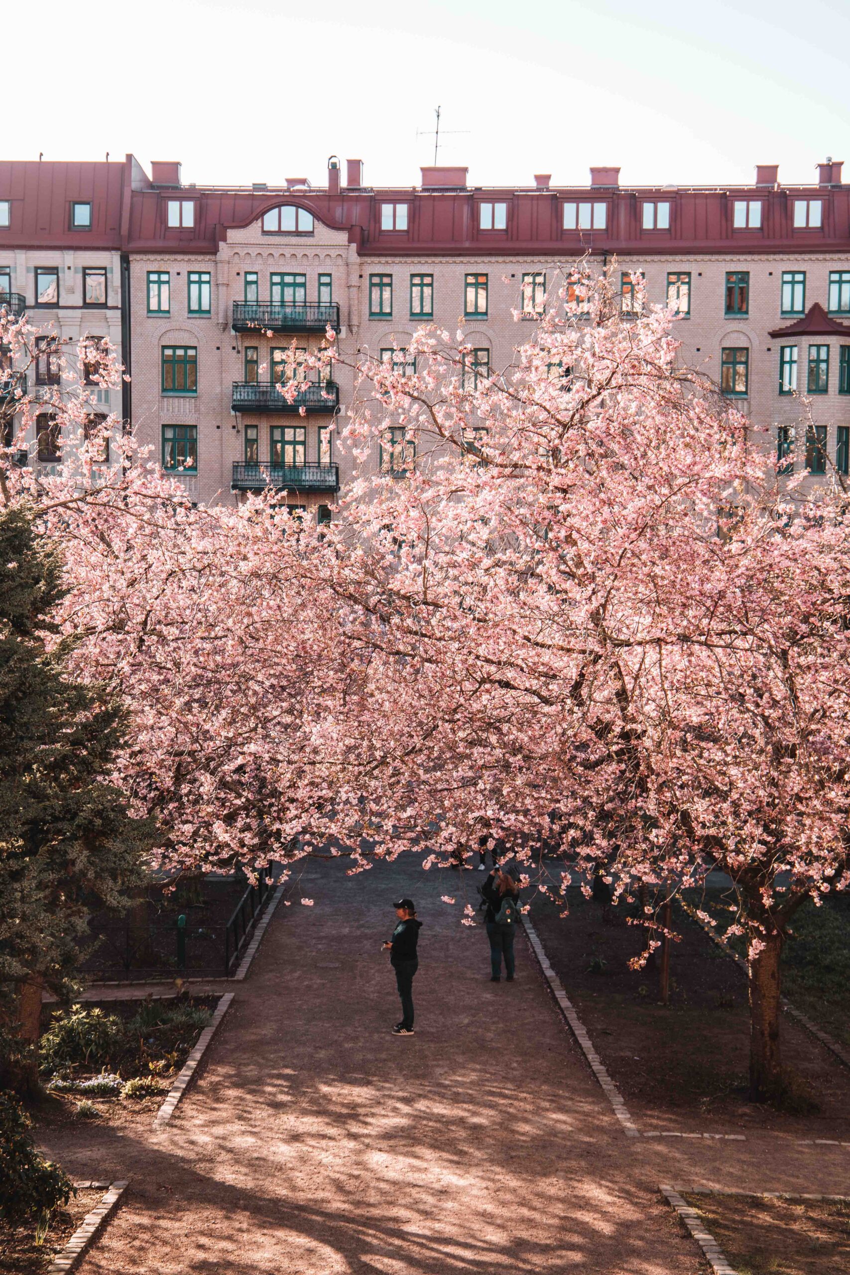 The Best Places To See Cherry Blossoms in Gothenburg, Sweden