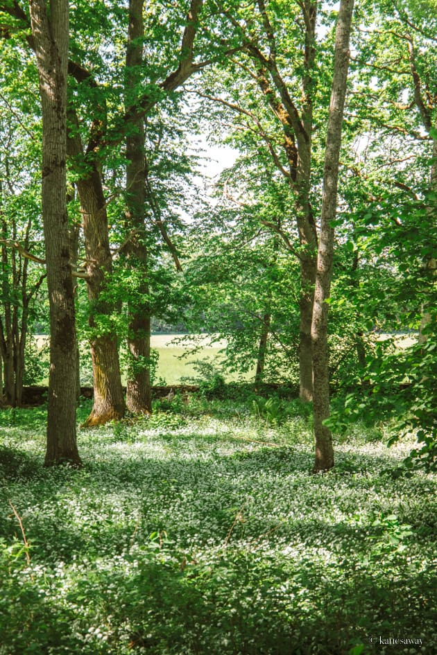 flowering ramslök  in Munkängarna naturreservat, kinnekulle