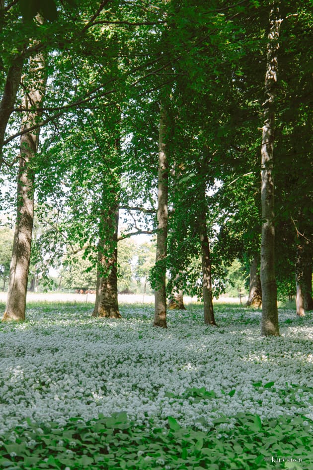 flowering wild garlic in kinnekulle sweden