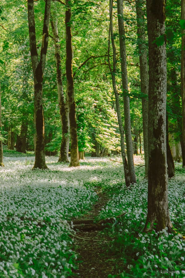 flowering ramslök  in Munkängarna naturreservat, kinnekulle