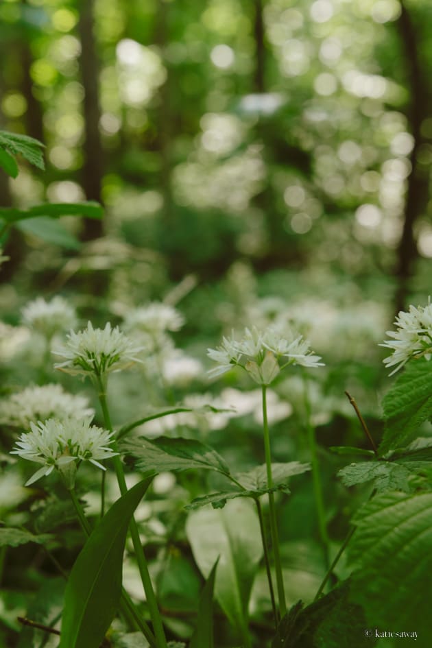 flowering ramslök  in Munkängarna naturreservat, kinnekulle