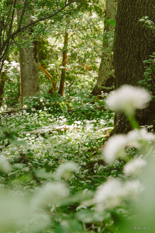 flowering wild gardlic in kinnekulle sweden