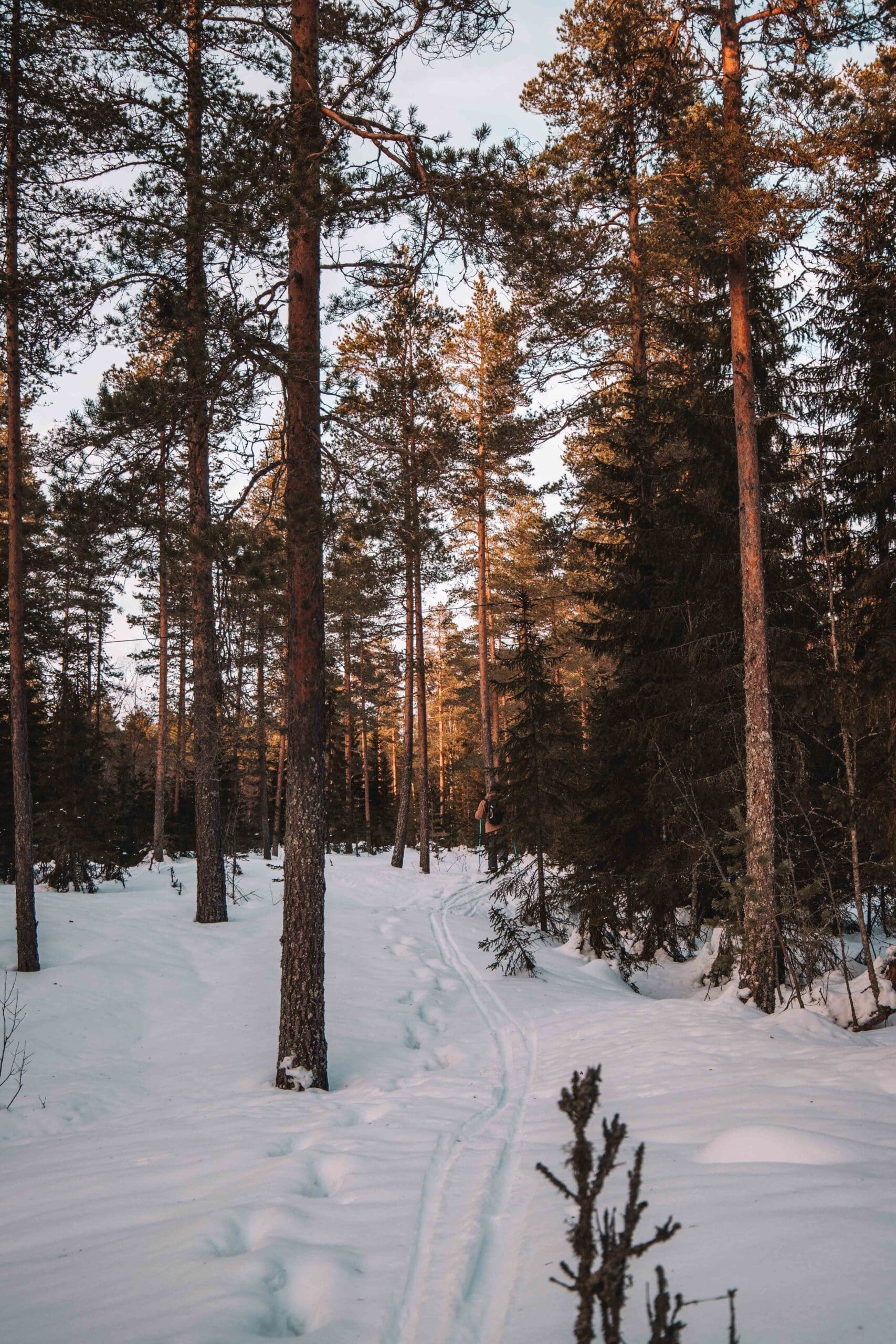 Röbäck cross country skiing Umeå