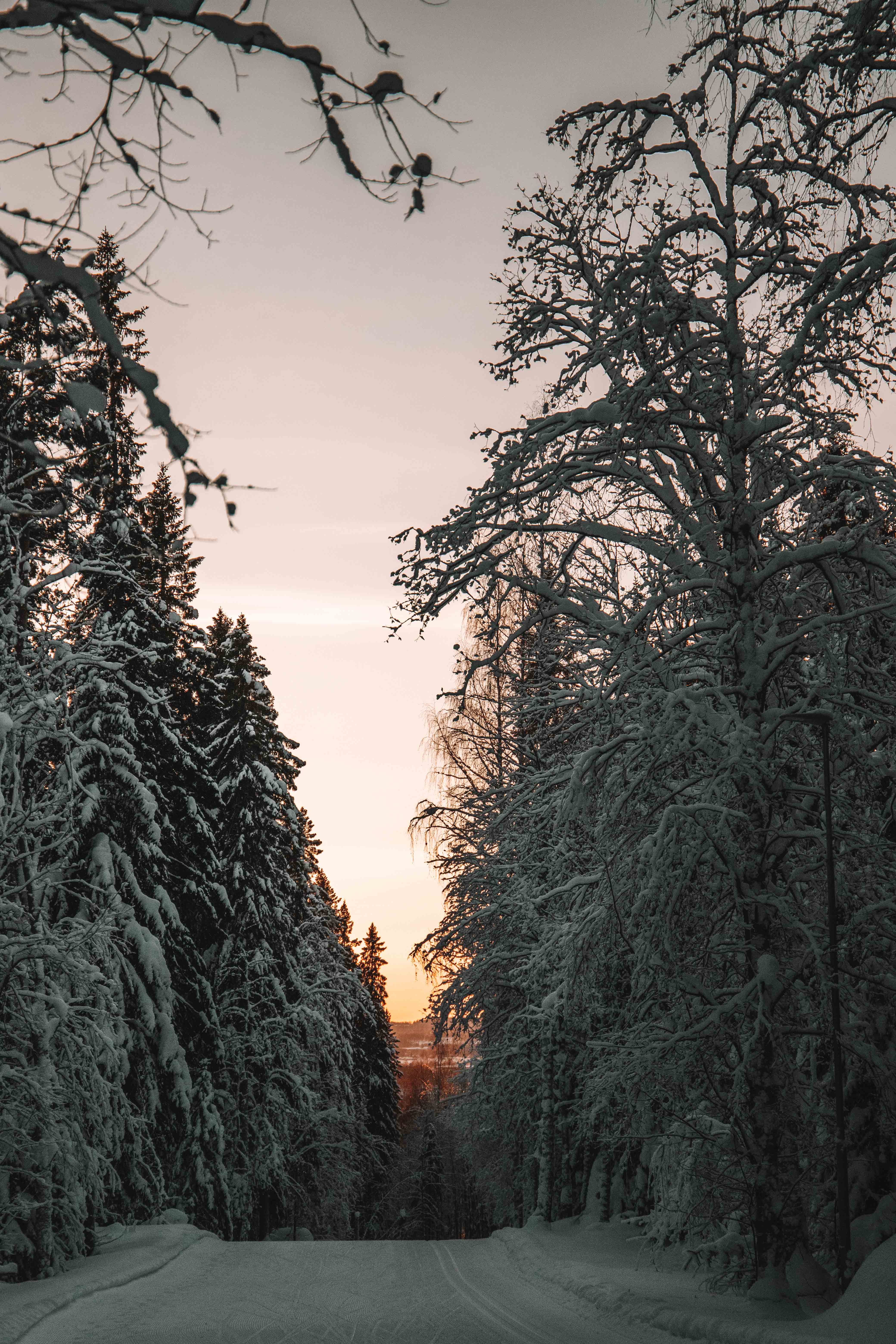 Gammliaskogen ski track