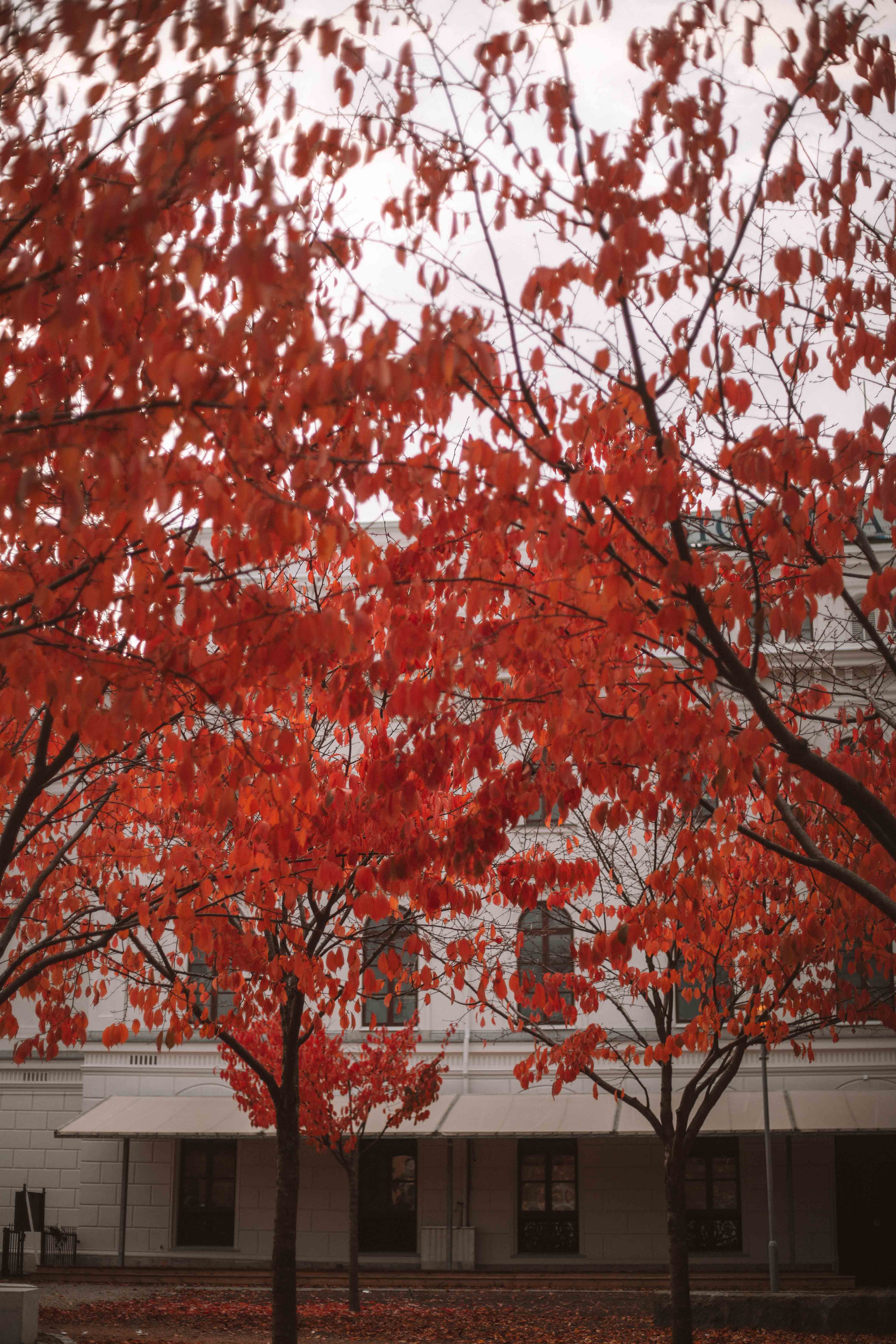 the best autumn colours in gothenburg sweden