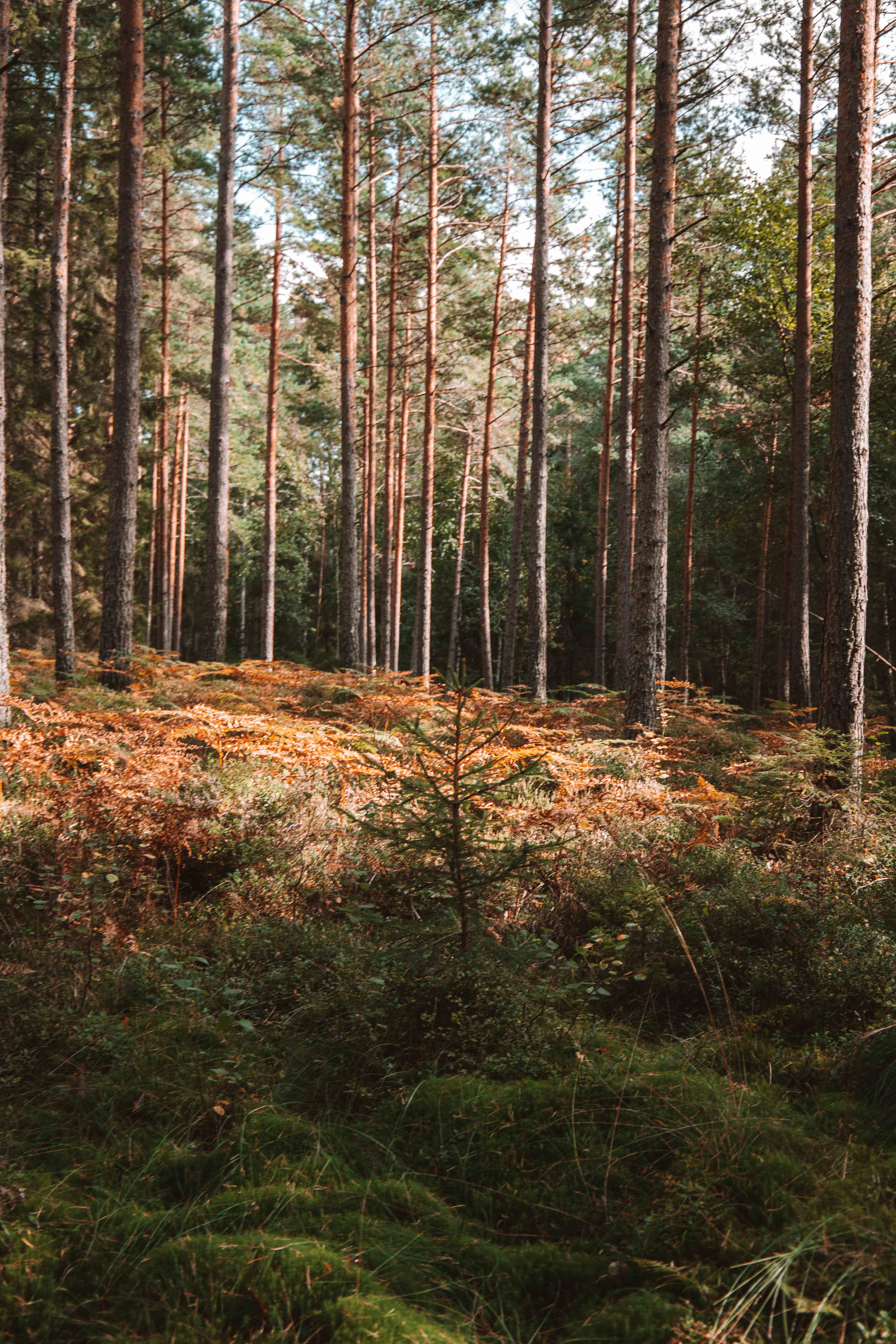 tividen national park autumn