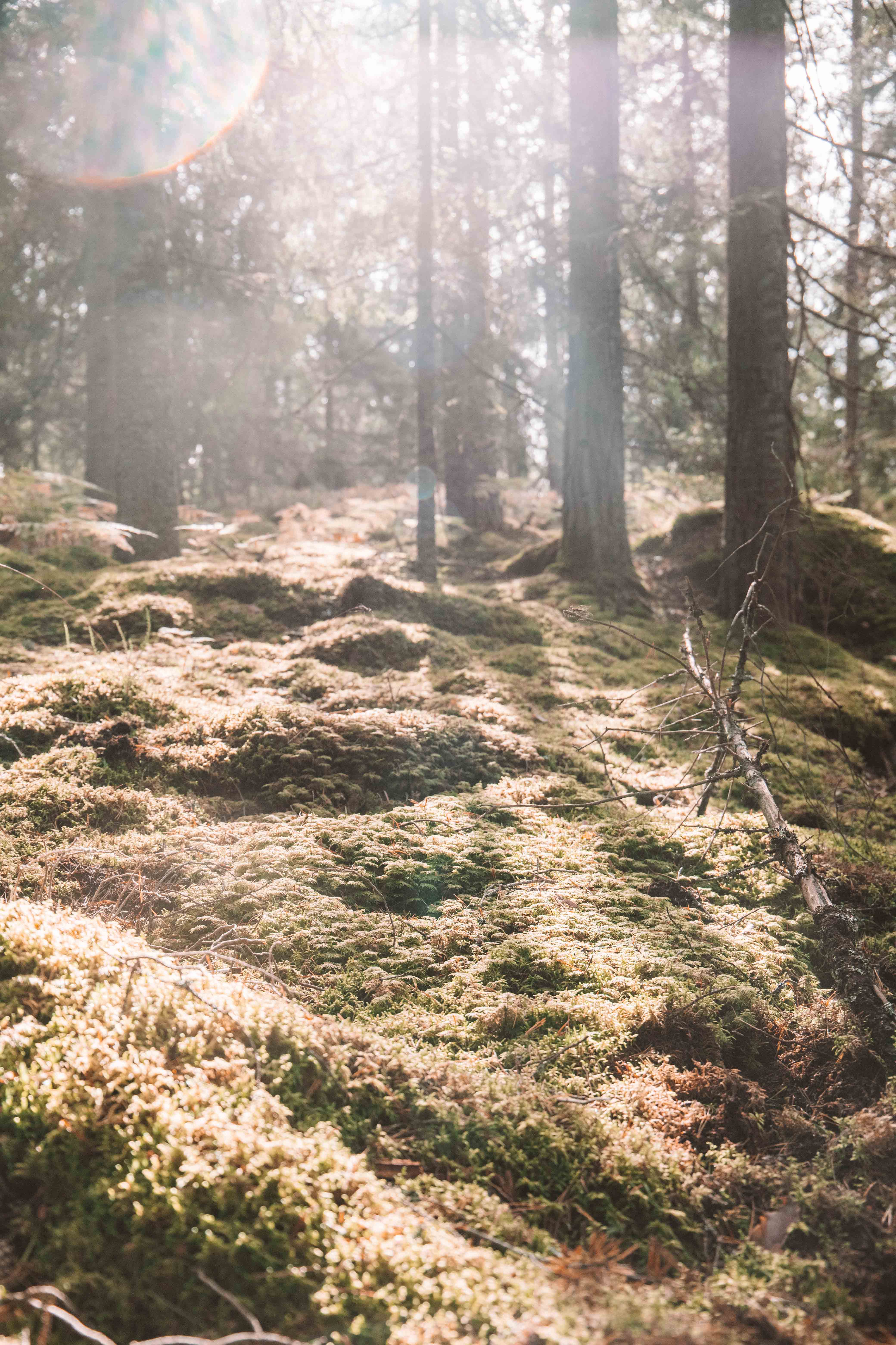 tividen national park autumn