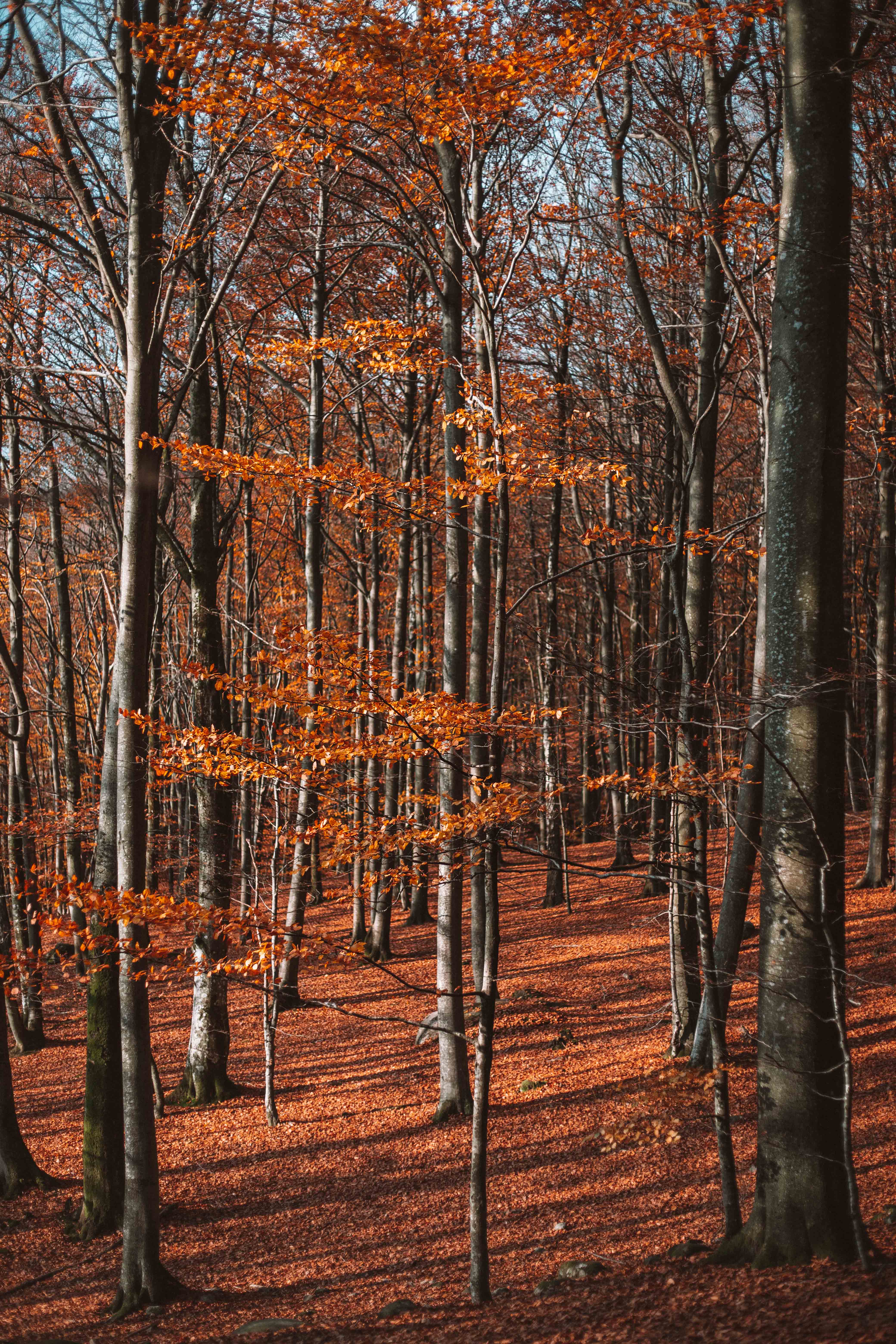 söderåsens nationalpark in autumn