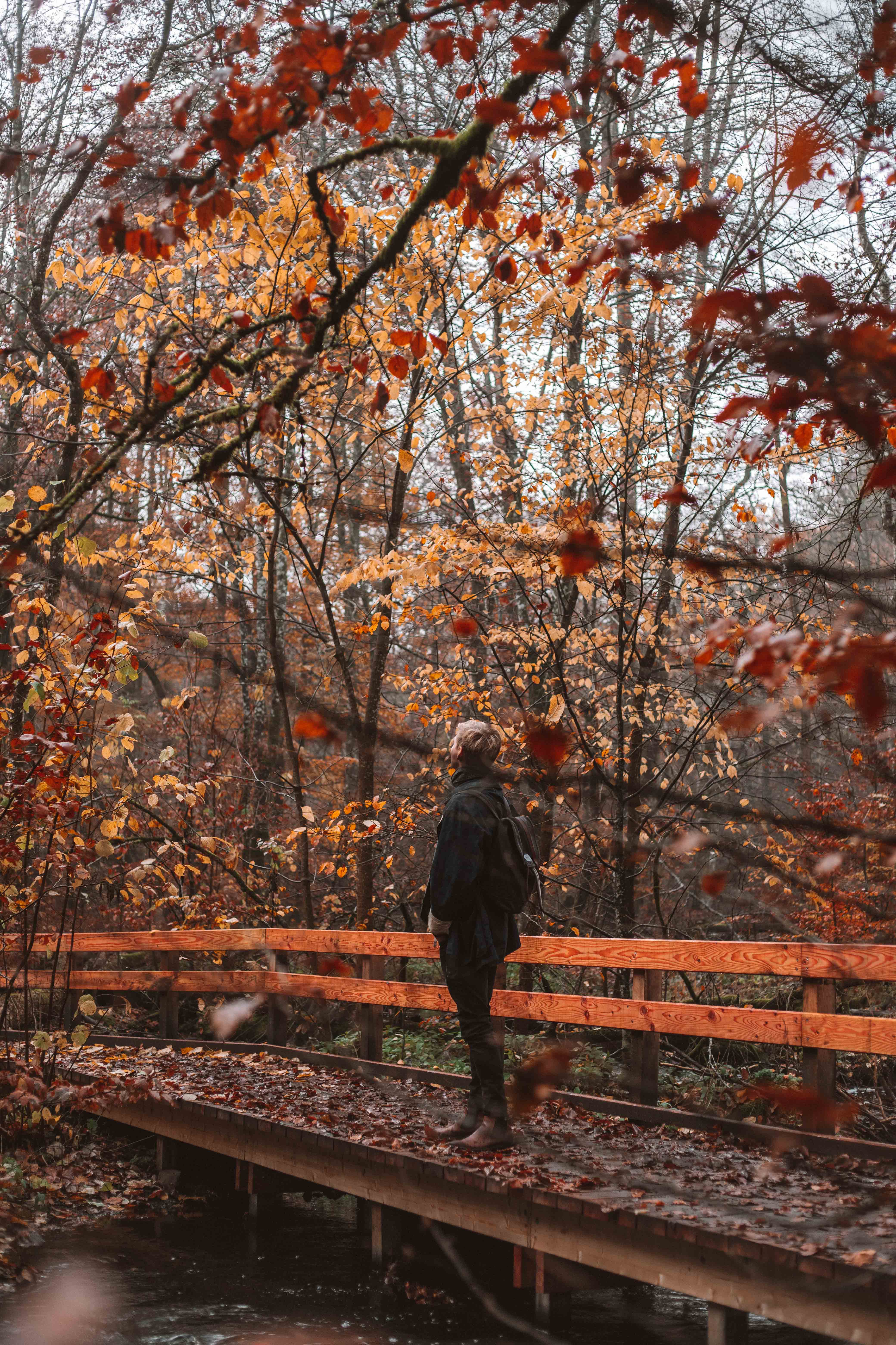 söderåsens nationalpark in autumn