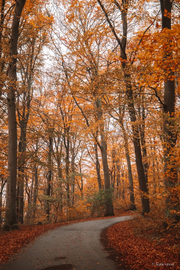 autumn leaves along the kullaleden kullaberg nature reserve