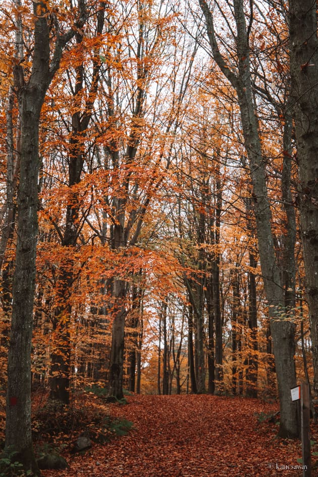 kullaberg in autumn sweden