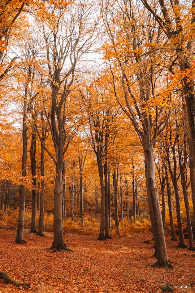 autumn leaves along the kullaleden kullaberg nature reserve