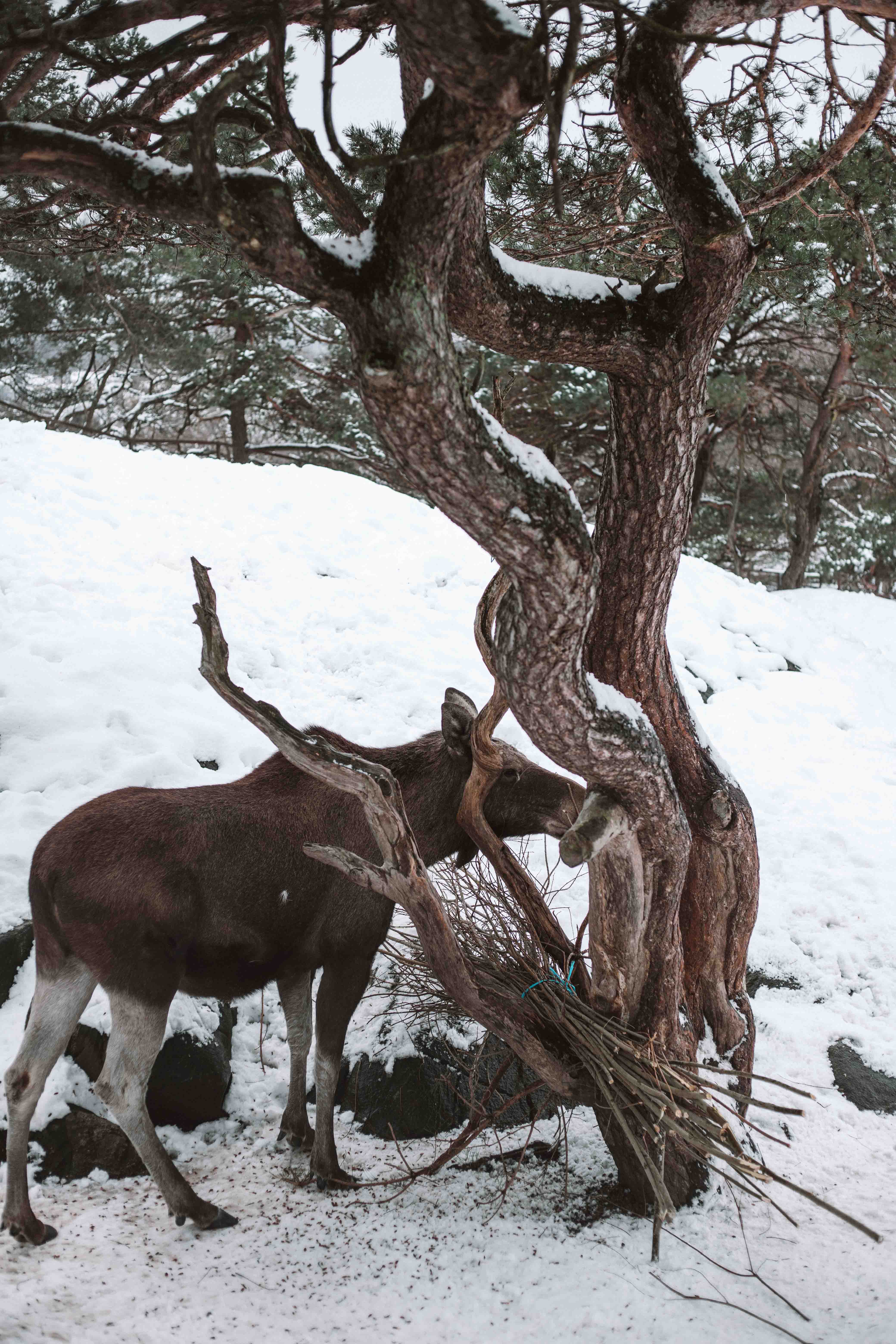 slottskogen barn zoo things to do in gothenburg