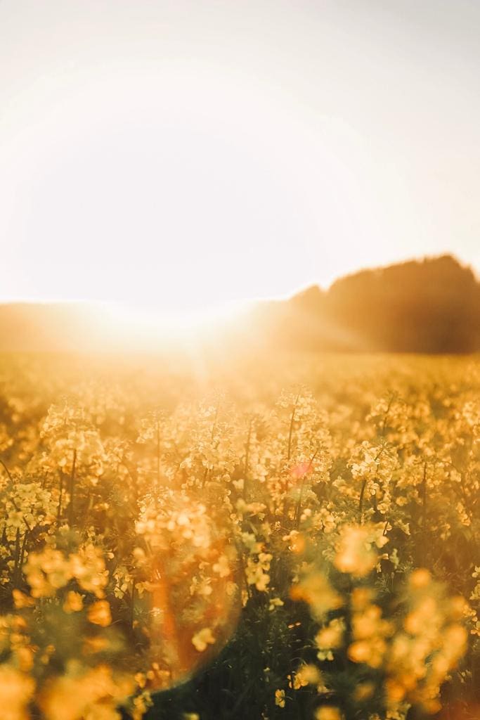 rapeseed field at sunset