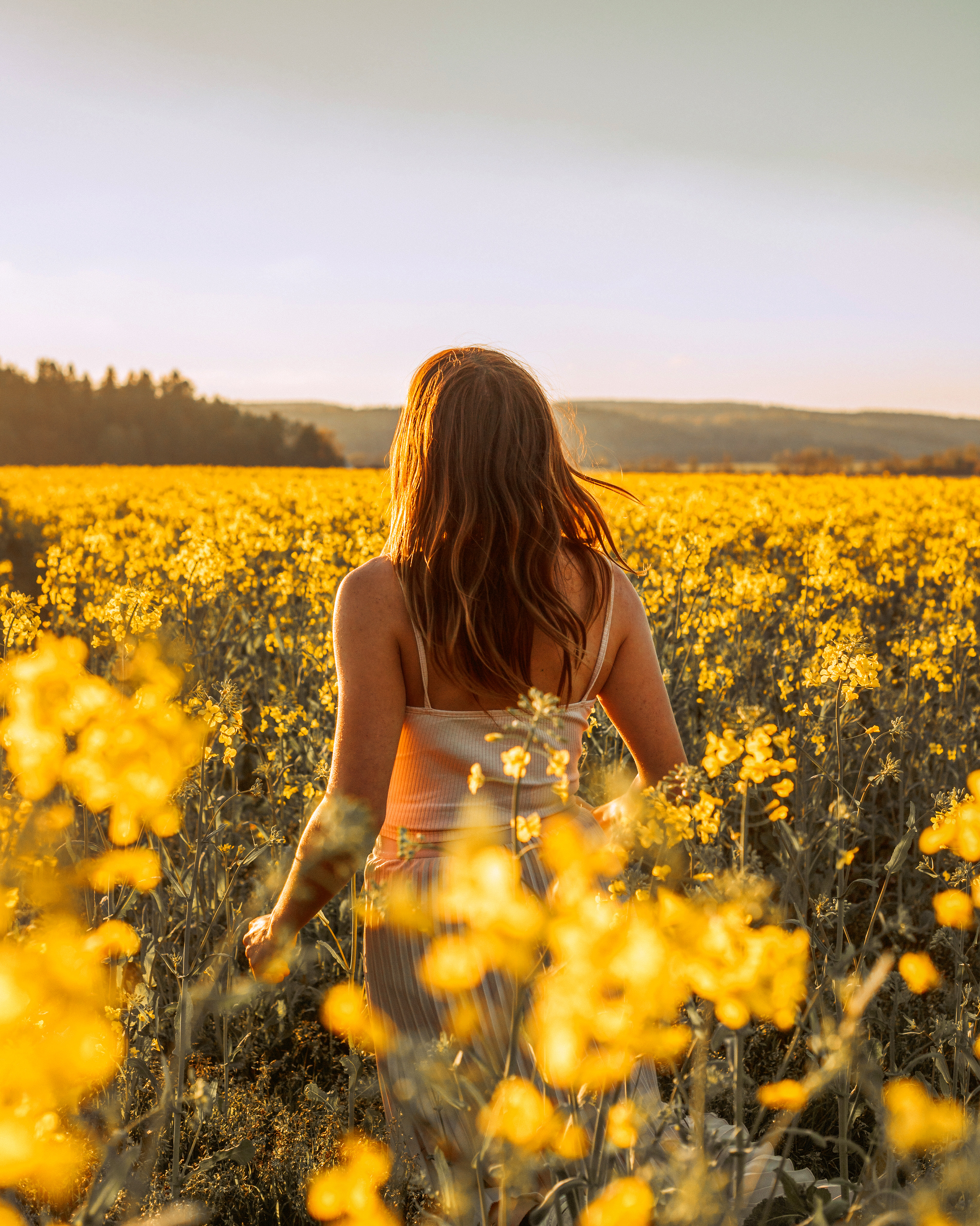 rapeseed field spring sweden