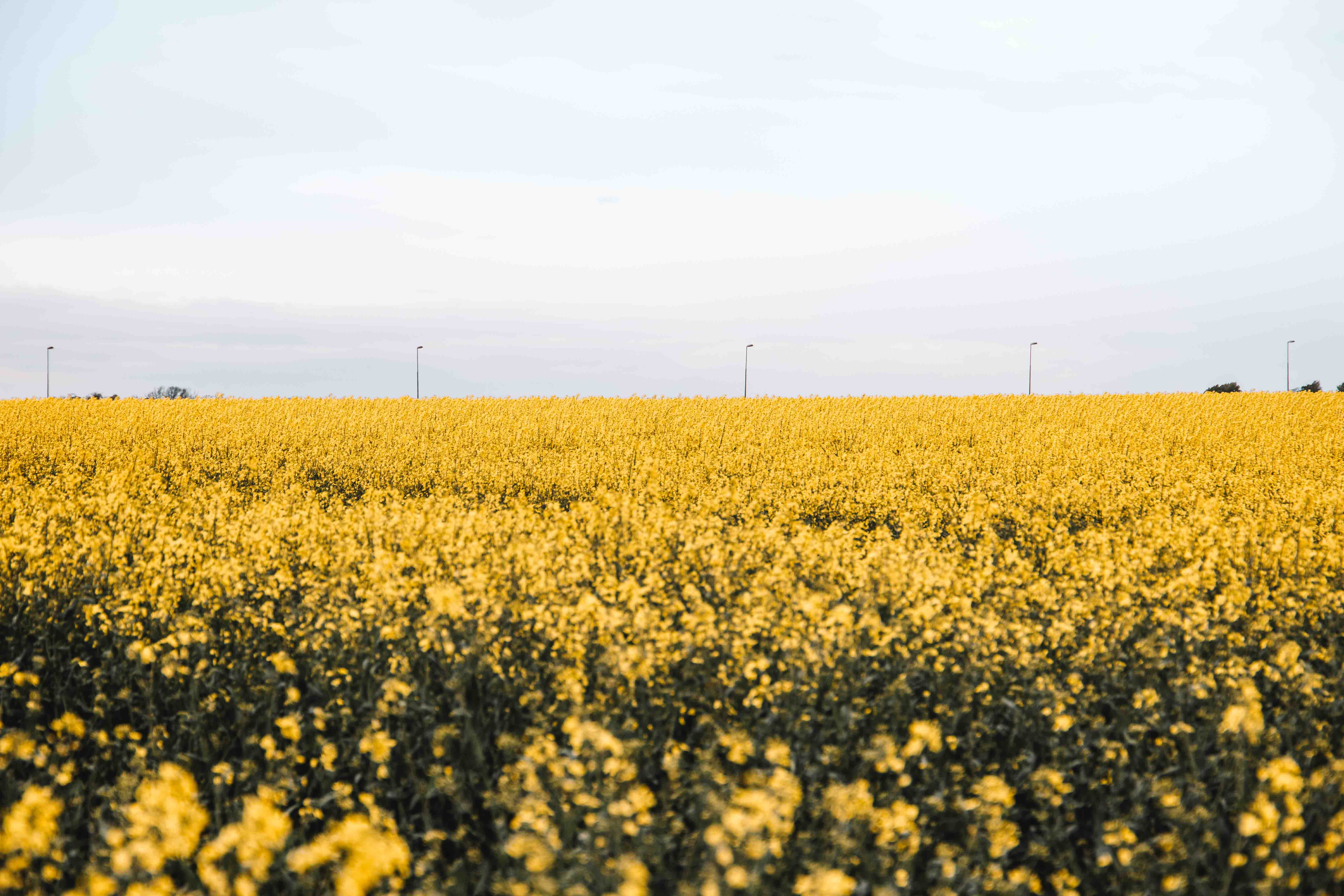 rapeseed field spring sweden