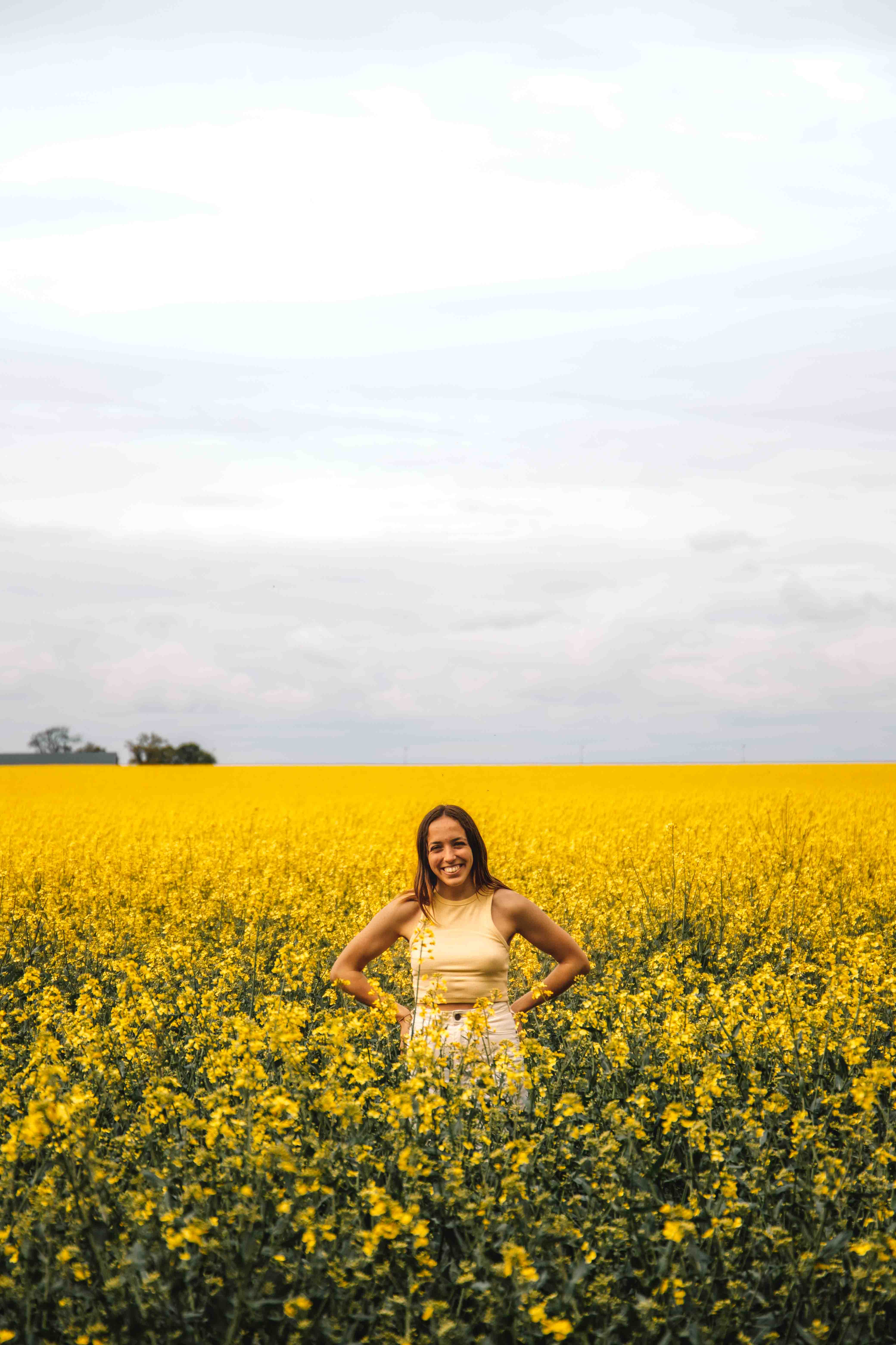 rapeseed field spring sweden