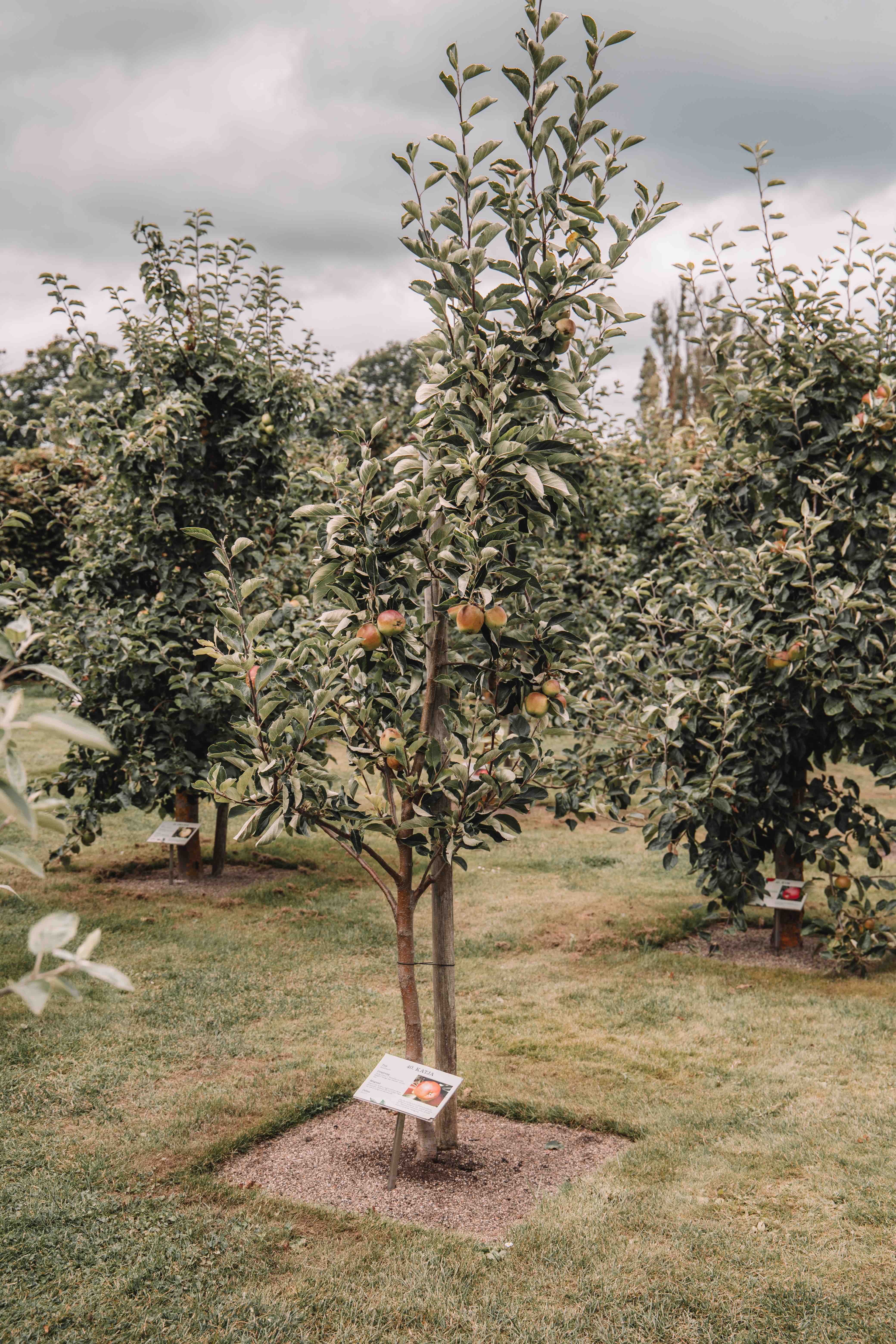 kiviks musteri apple cider brewery österlen