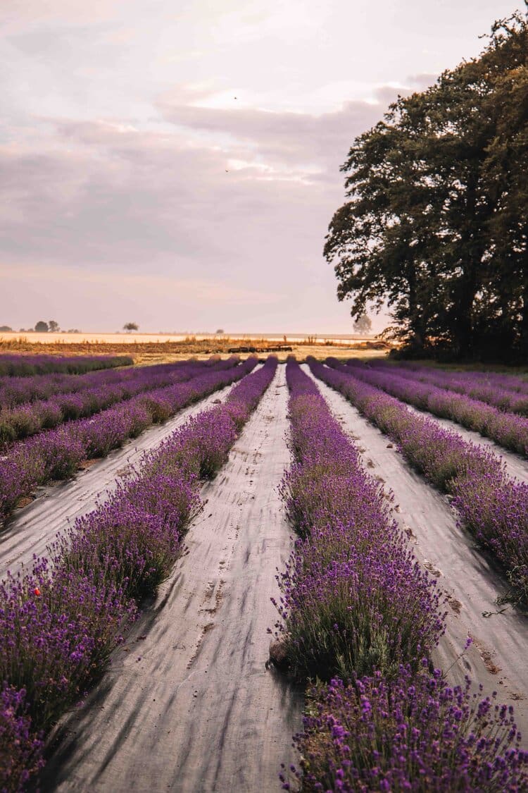 Lavender morning at Österlen Kyrddor, Ystad, Skåne, Sweden