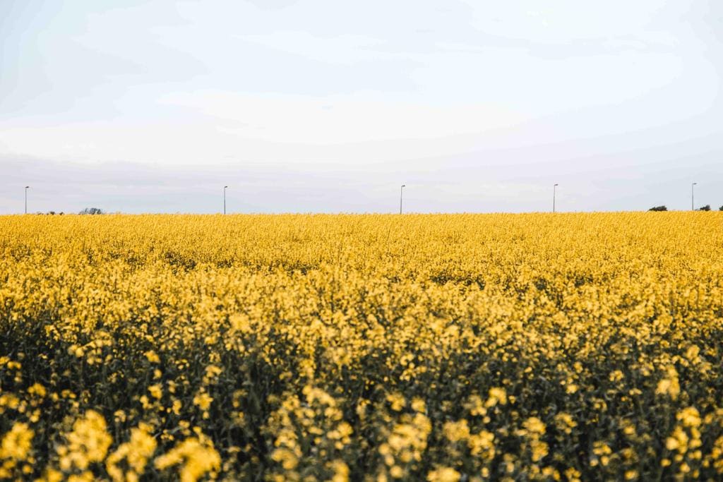 blooming rapeseed field