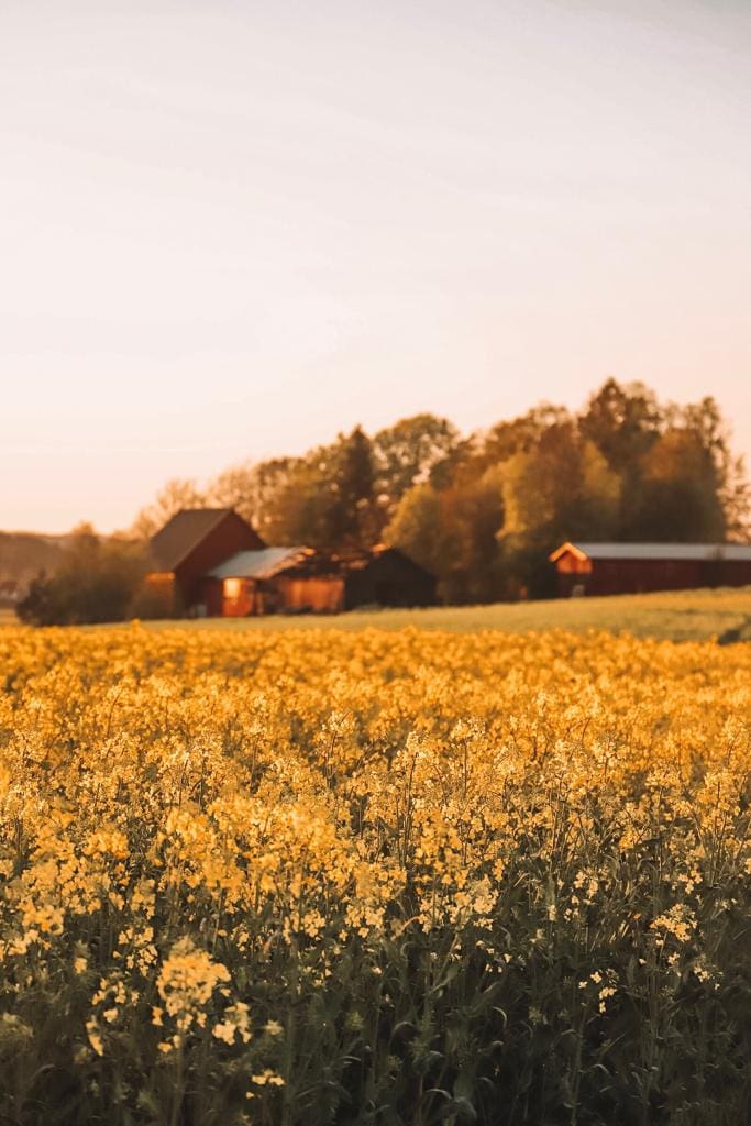 Swedish rapeseed field at sunset