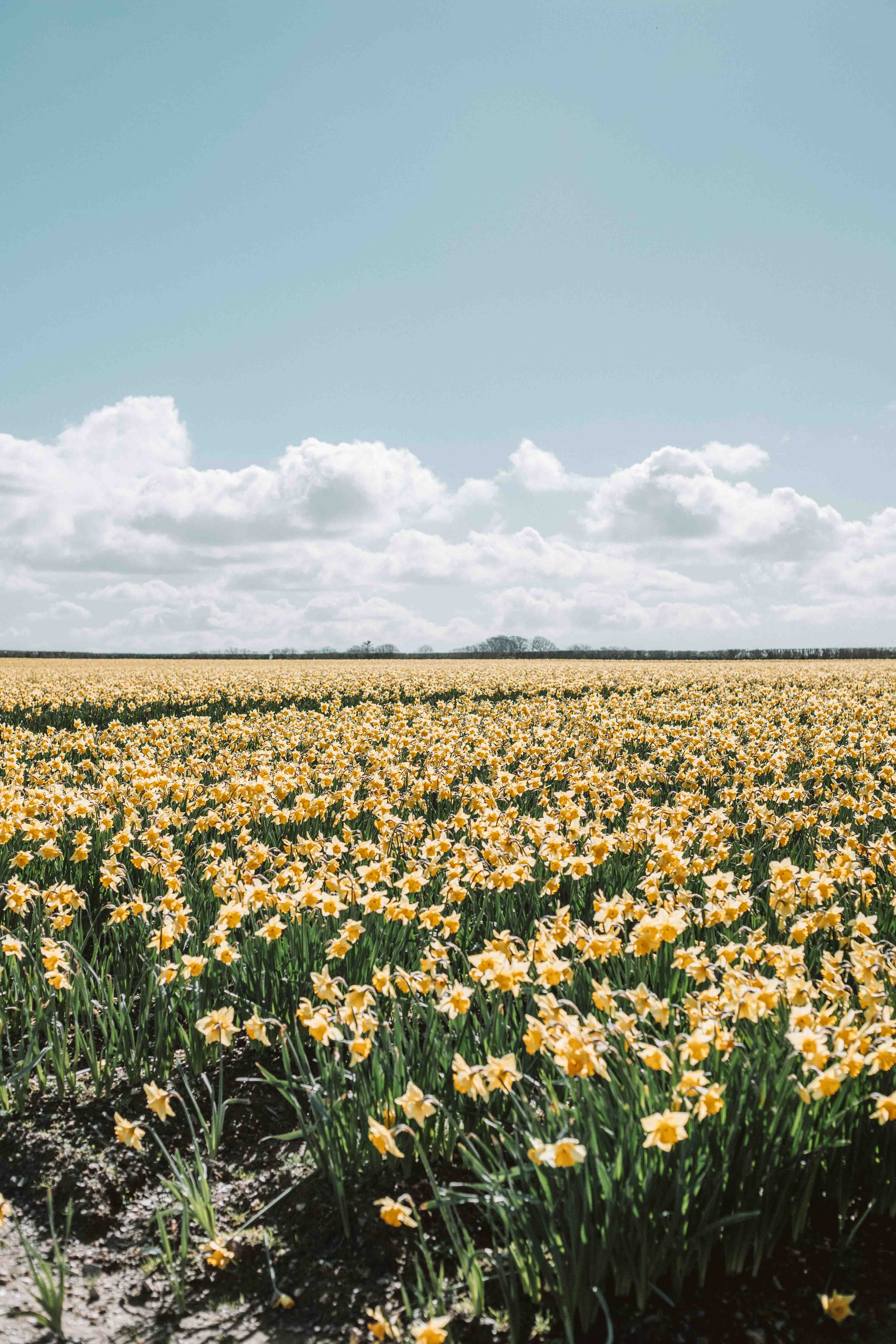 sunflowers growing in a field in cornwall