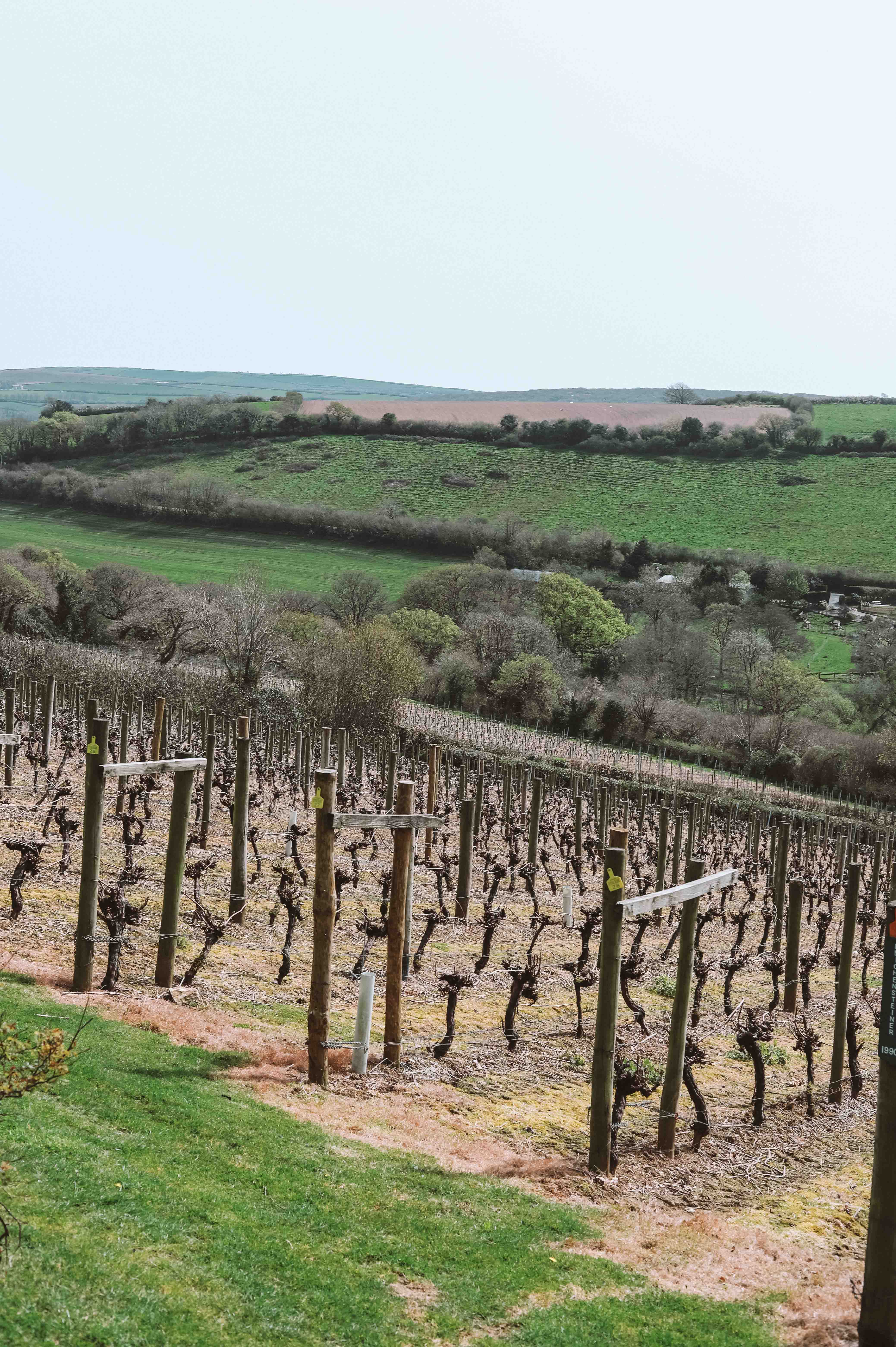 camel valley wines cornwall