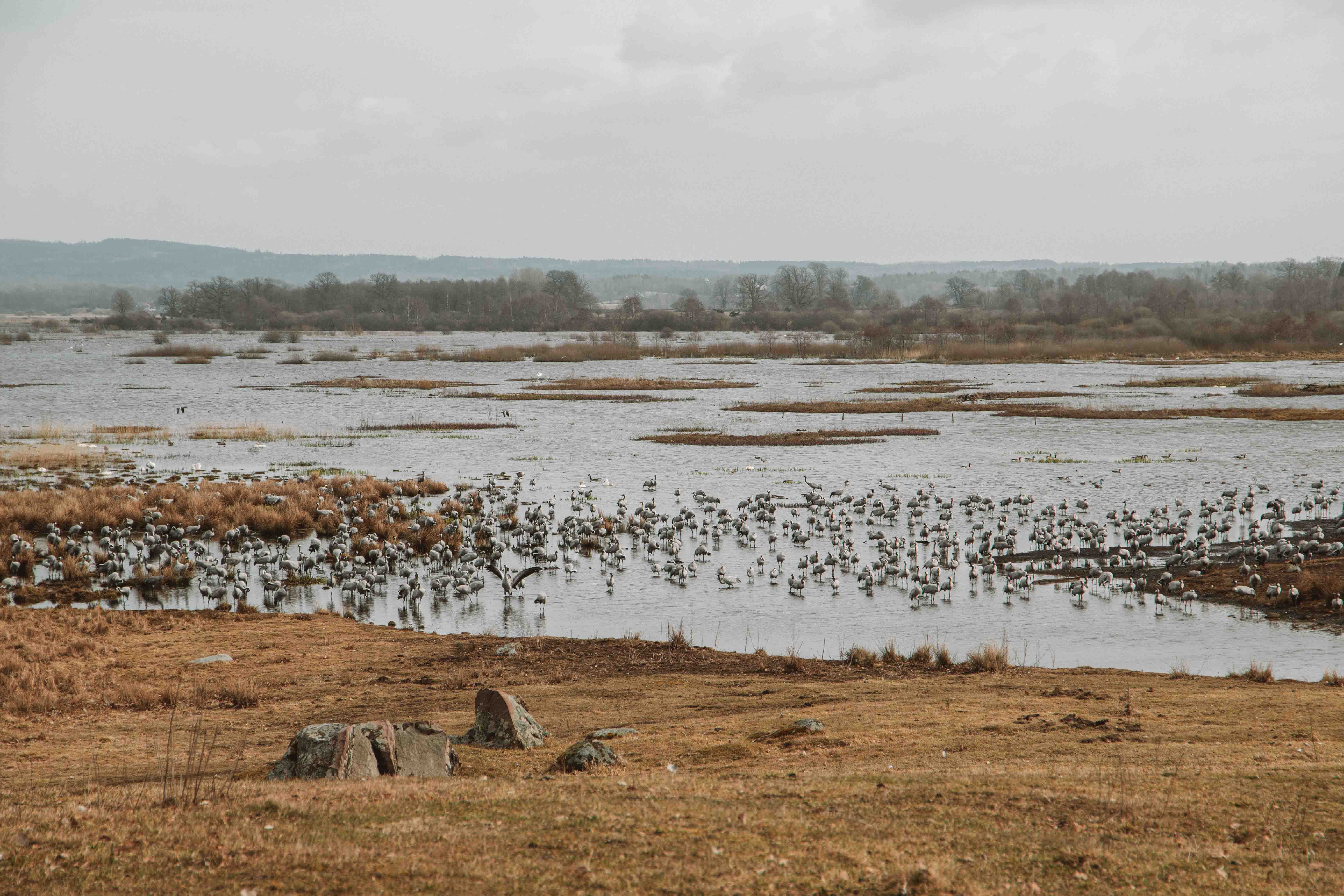 cranes migrating through Lake Hornborga, Sweden