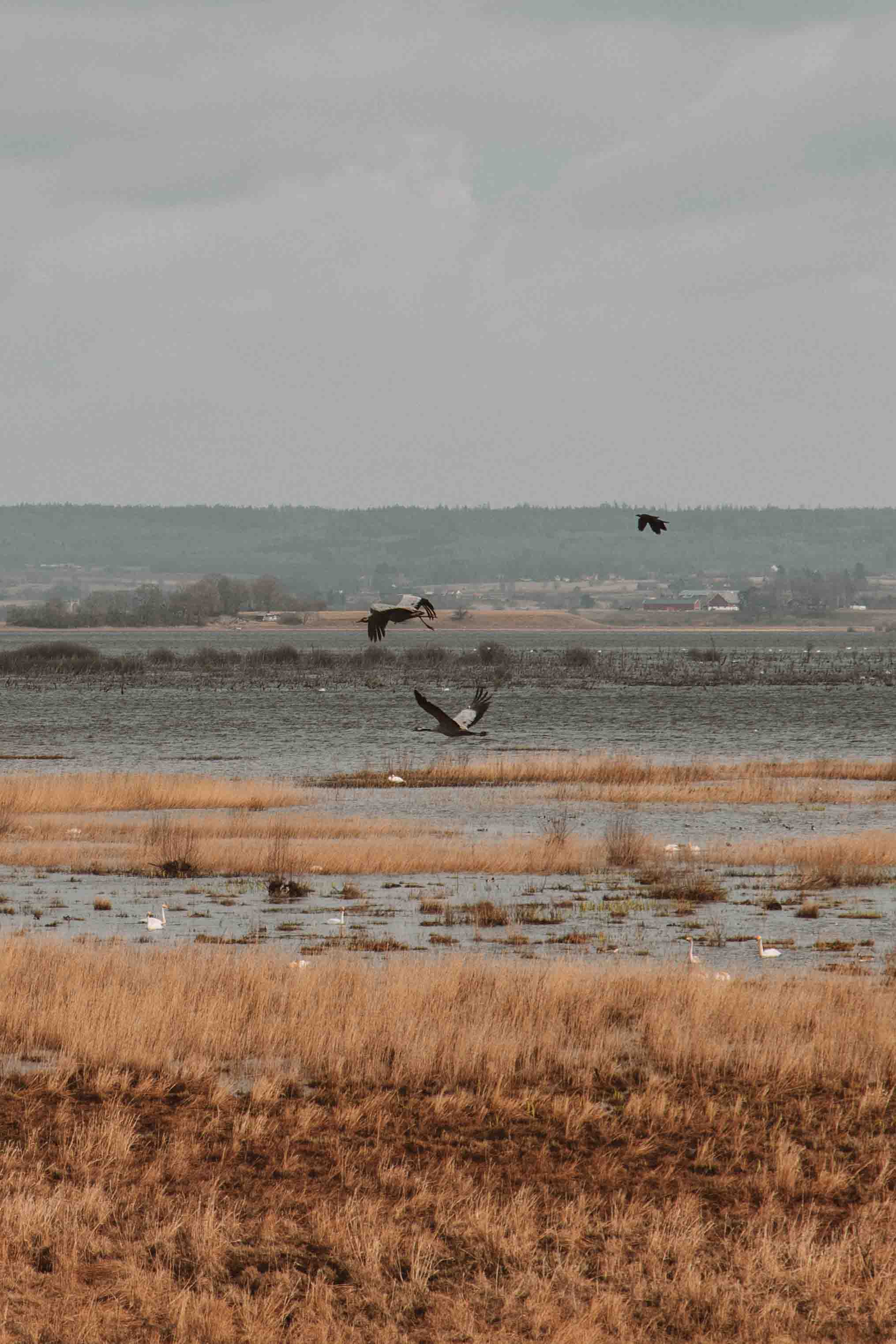 cranes flying to hornborgasjön