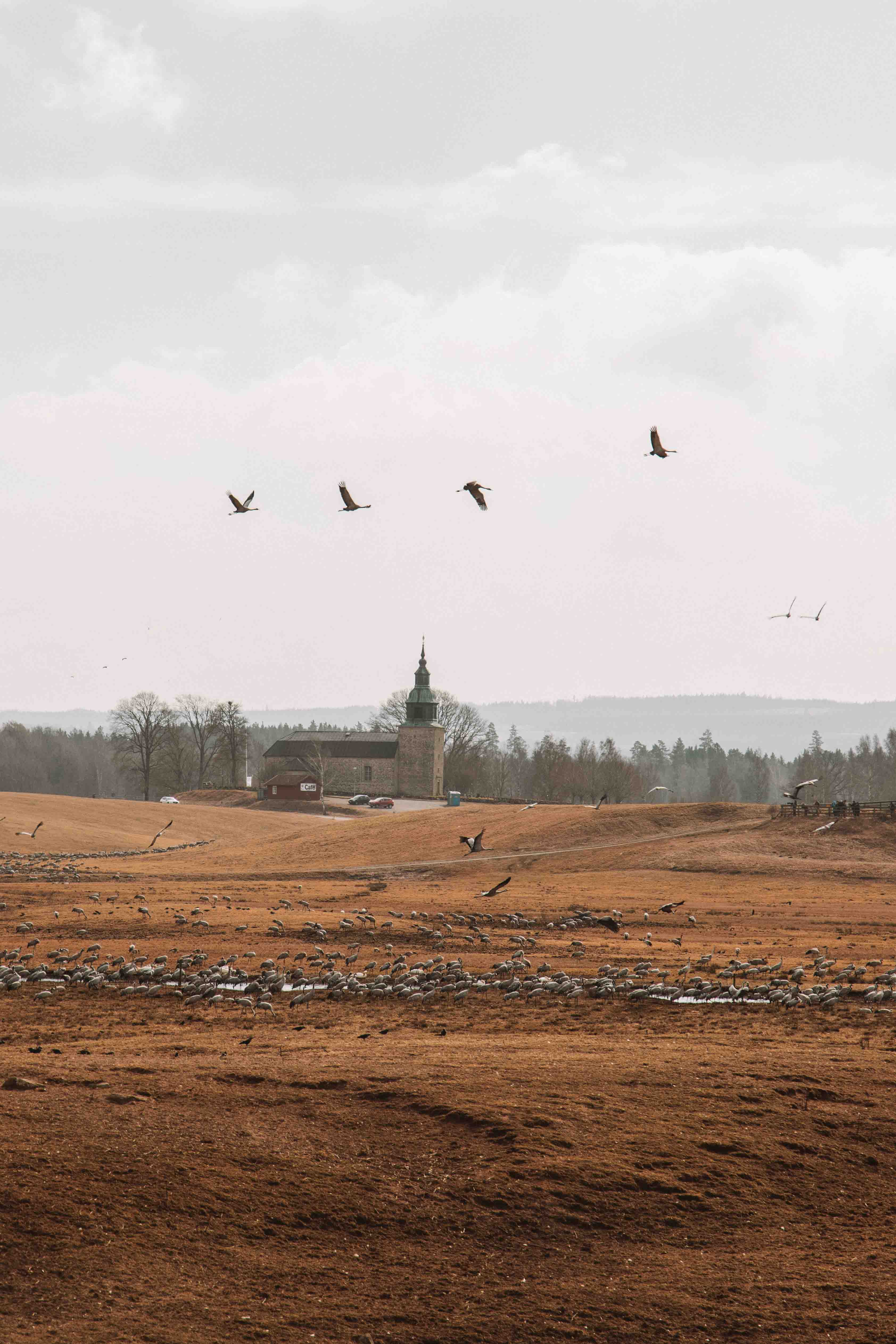 cranes flying over lake hornborga