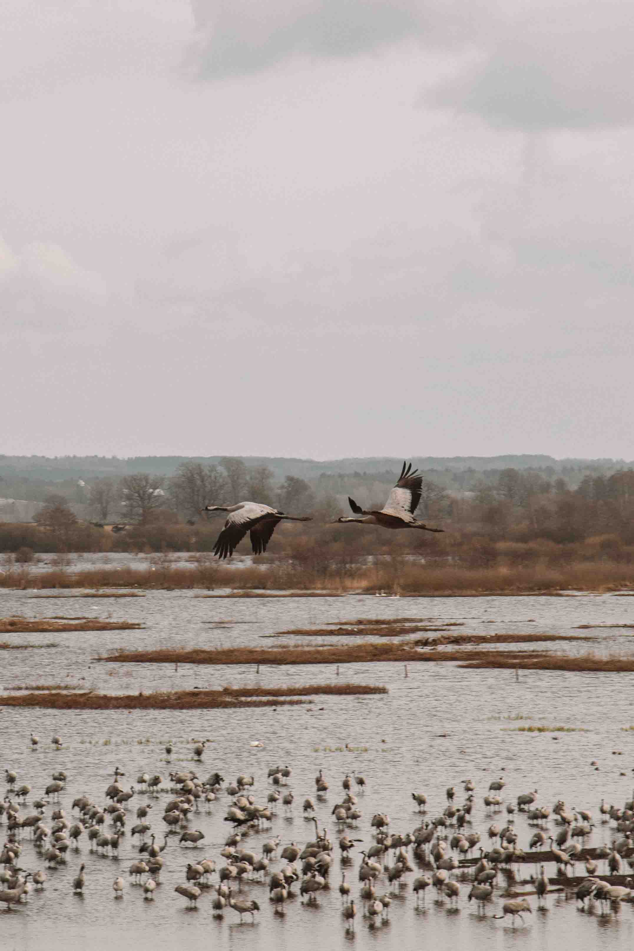 two cranes flying away from hornborgasjön, sweden