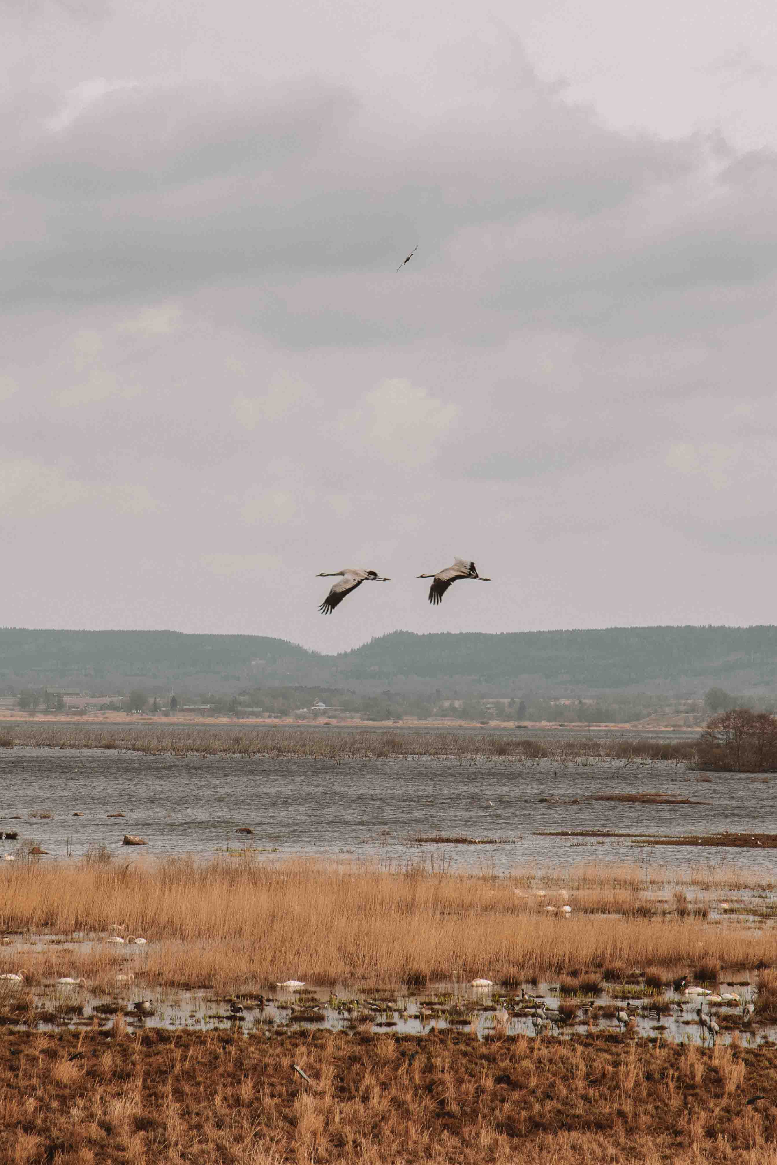 cranes flying over hornborgasjön