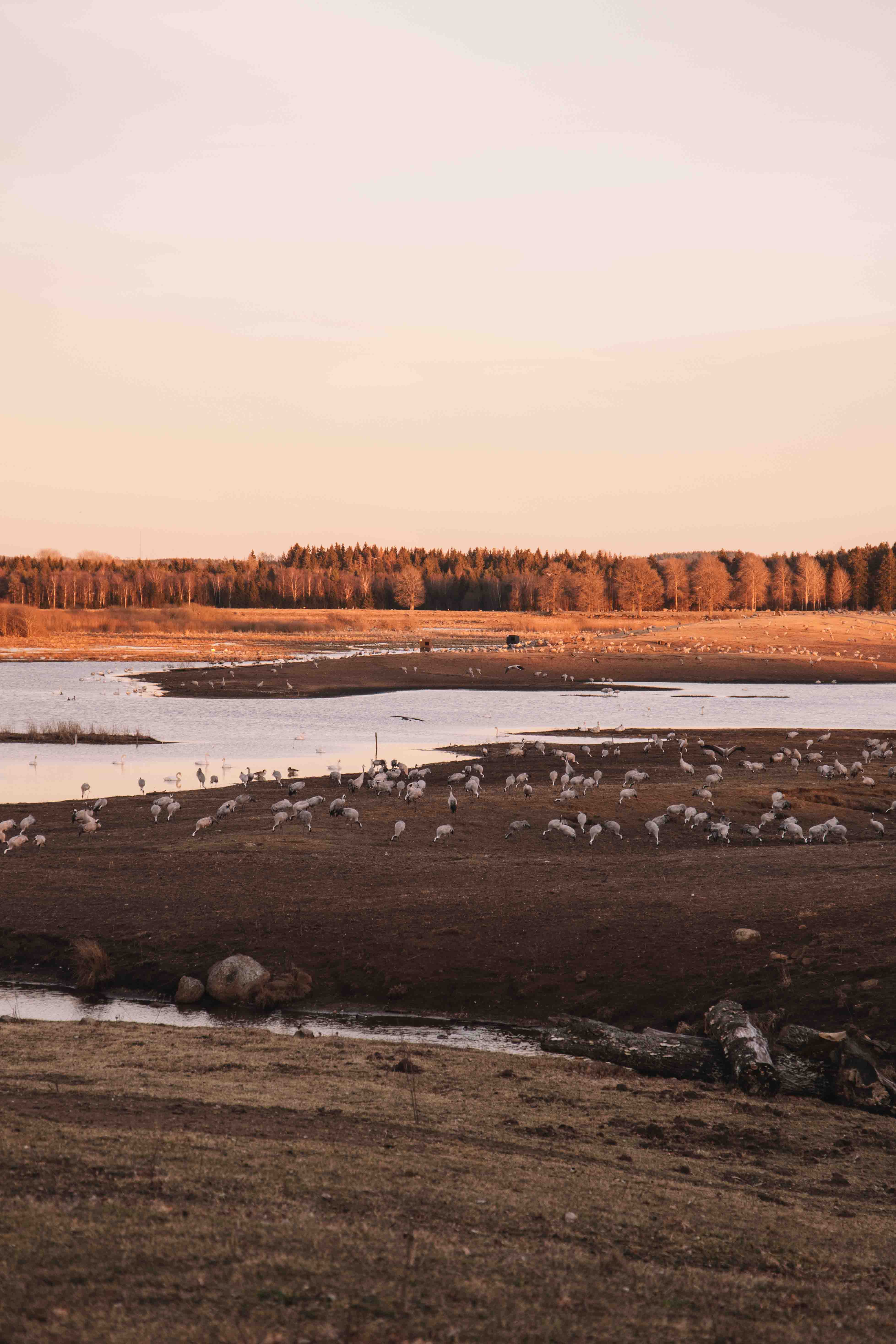 hornborgasjön cranes at sunset