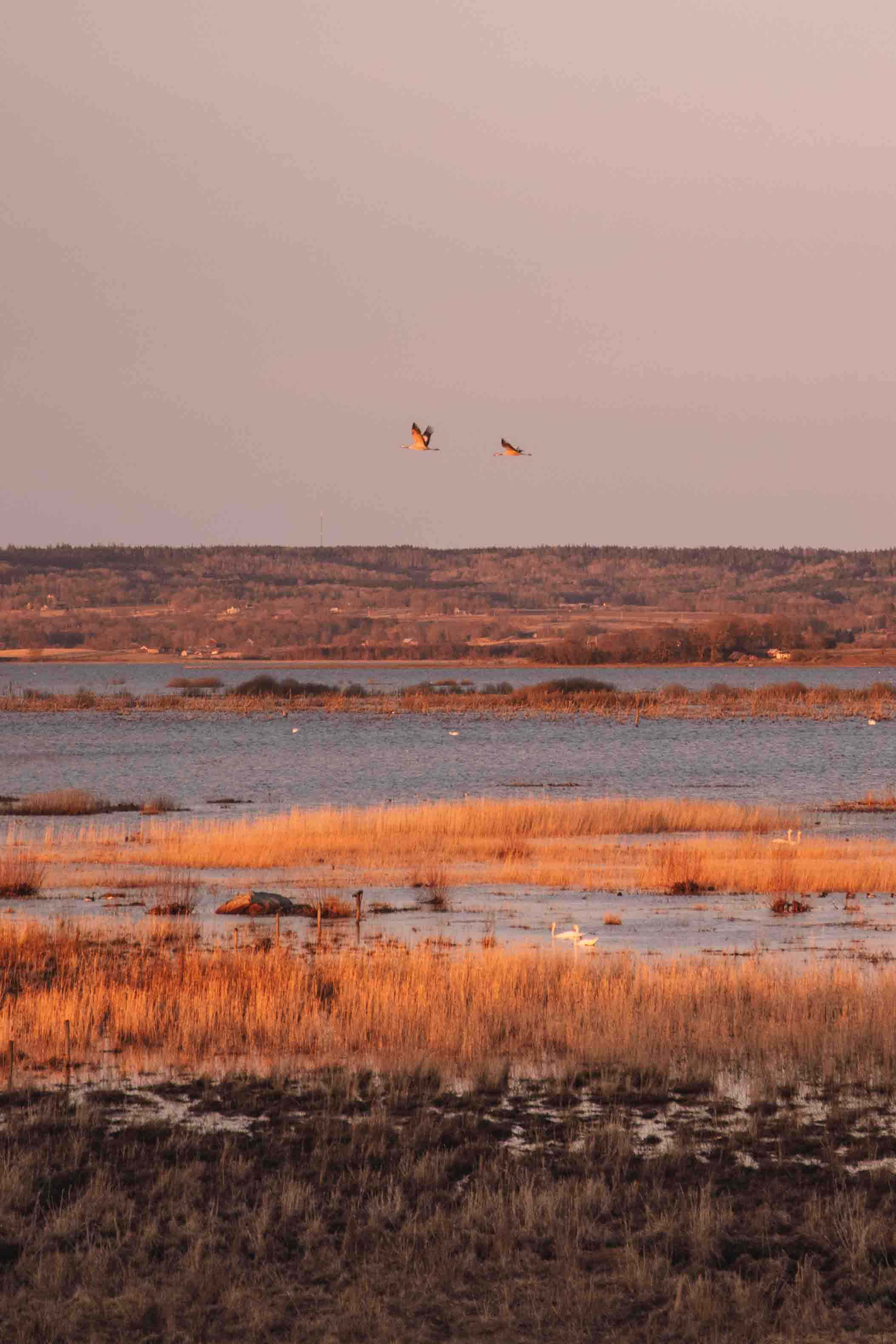 evening sun with cranes migrating at lake hornborga, sweden