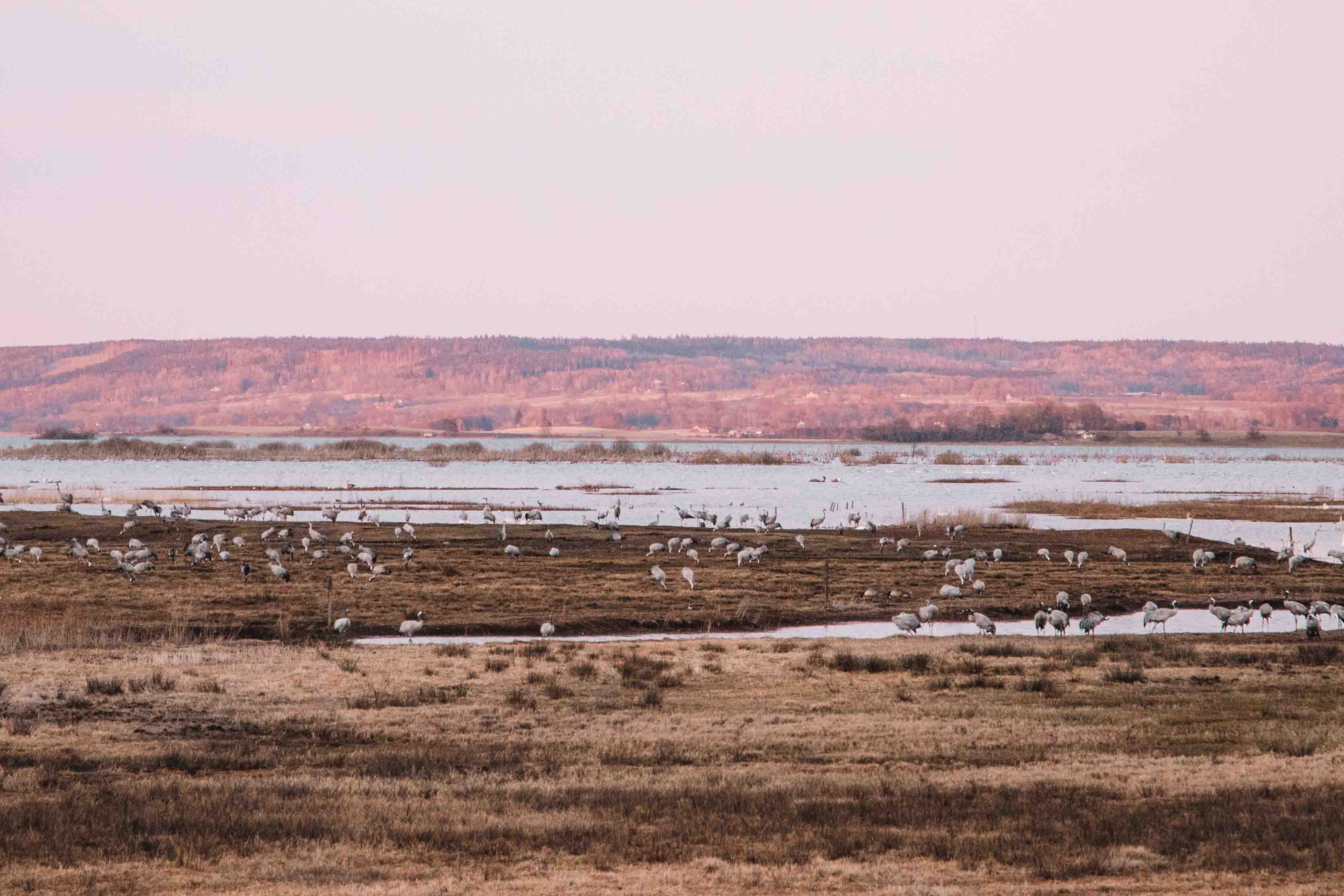 sunset at hornborgasjön in crane season