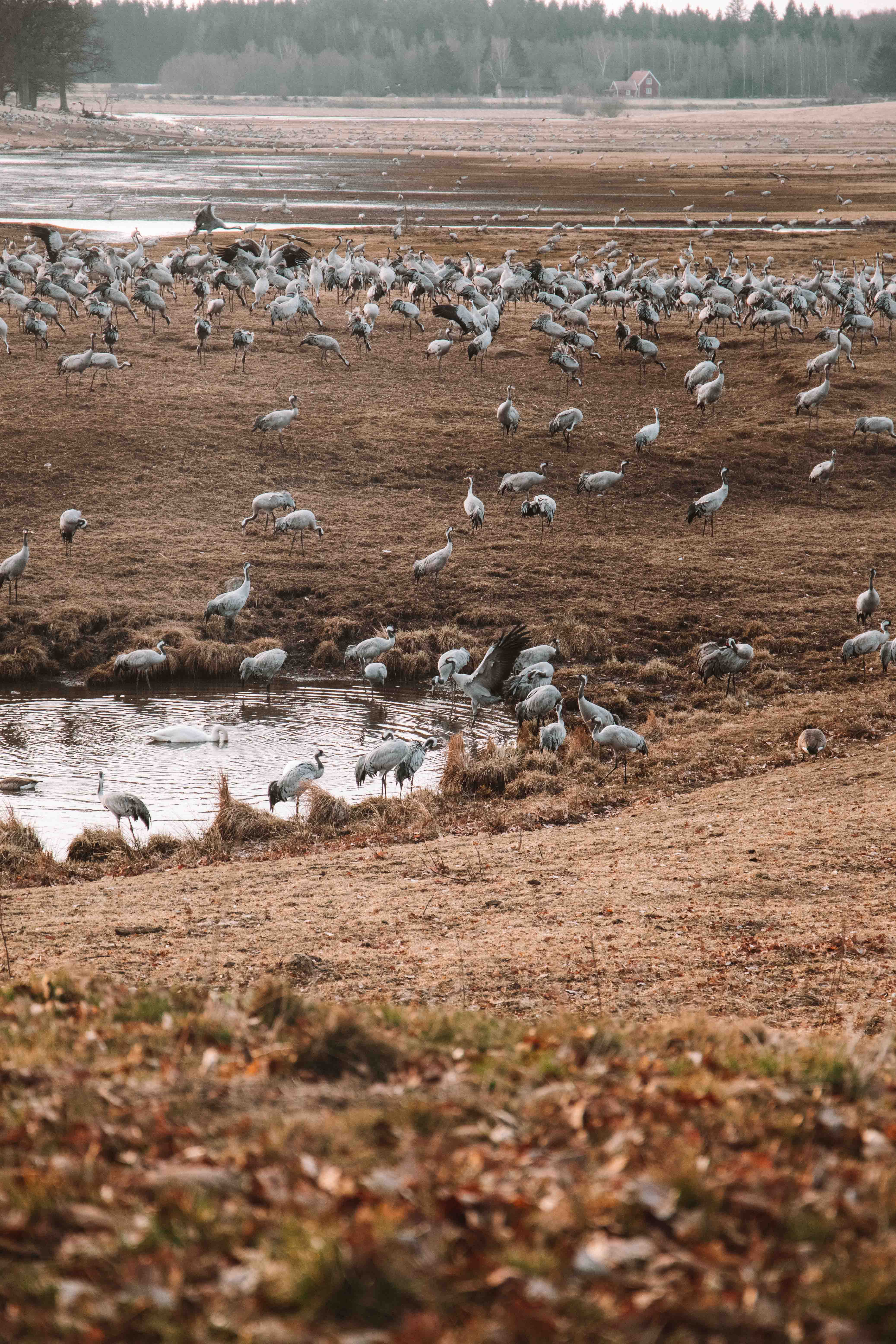 Cranes dancing by the lake, hornborgasjön